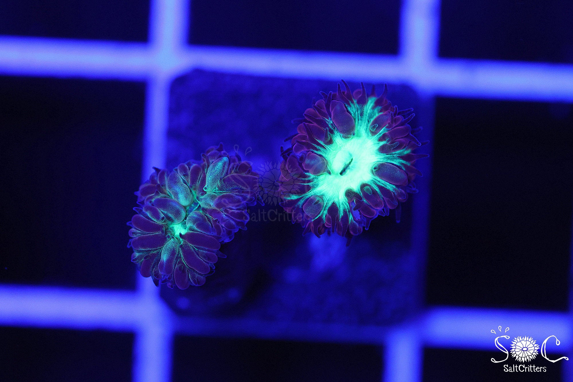 Blastomussa Coral B129