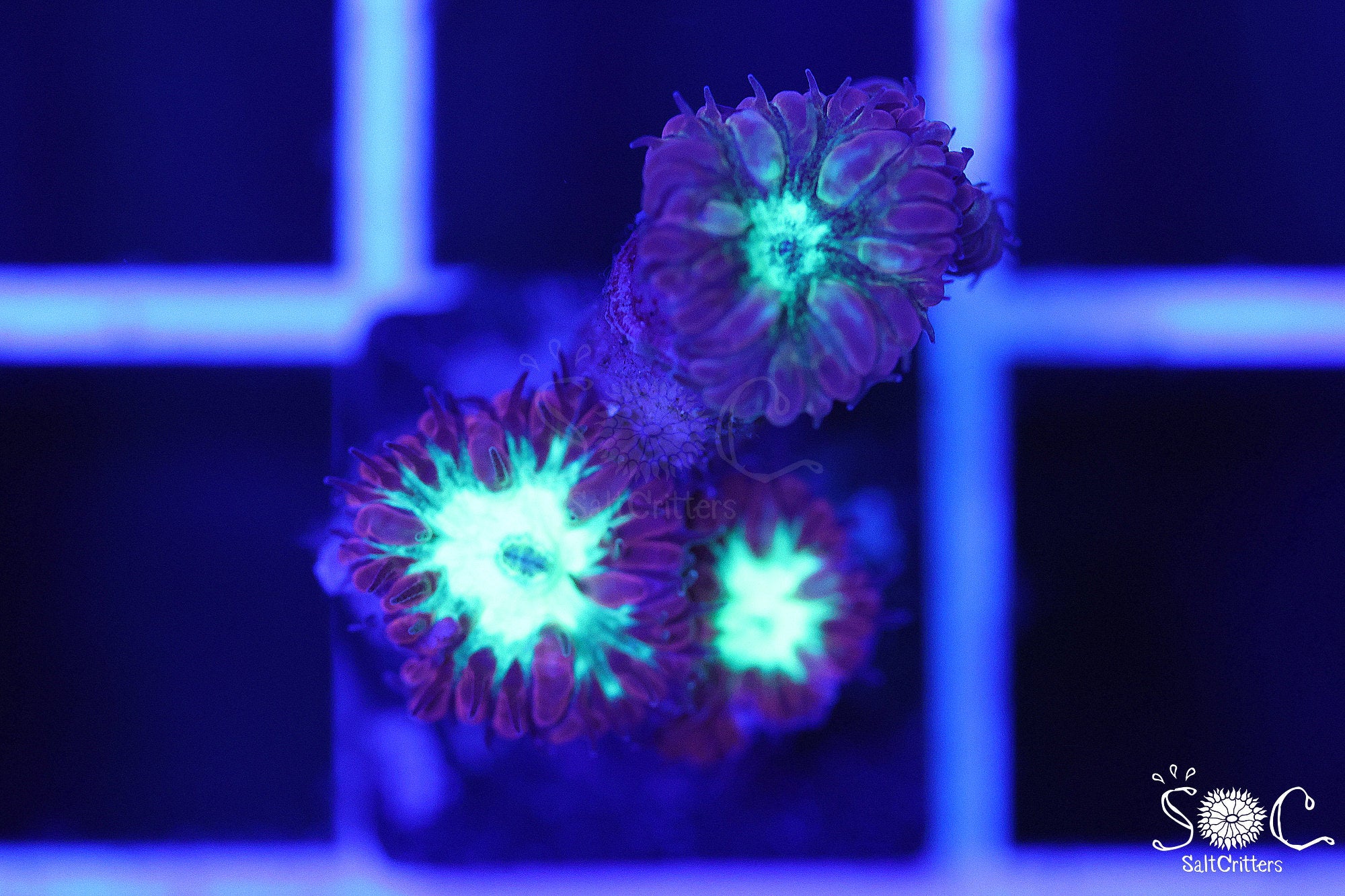 Blastomussa Coral B255
