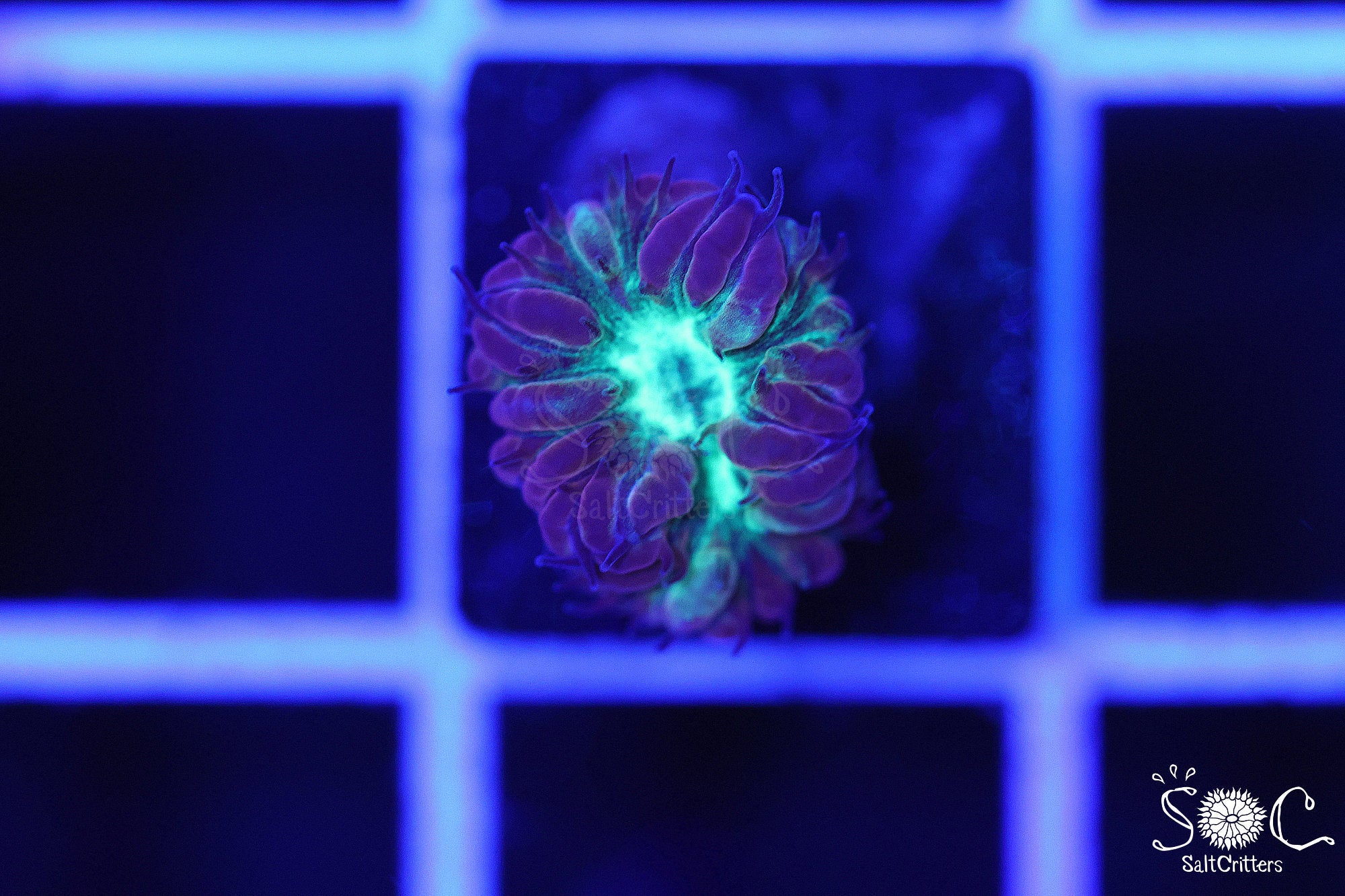 Blastomussa Coral B266