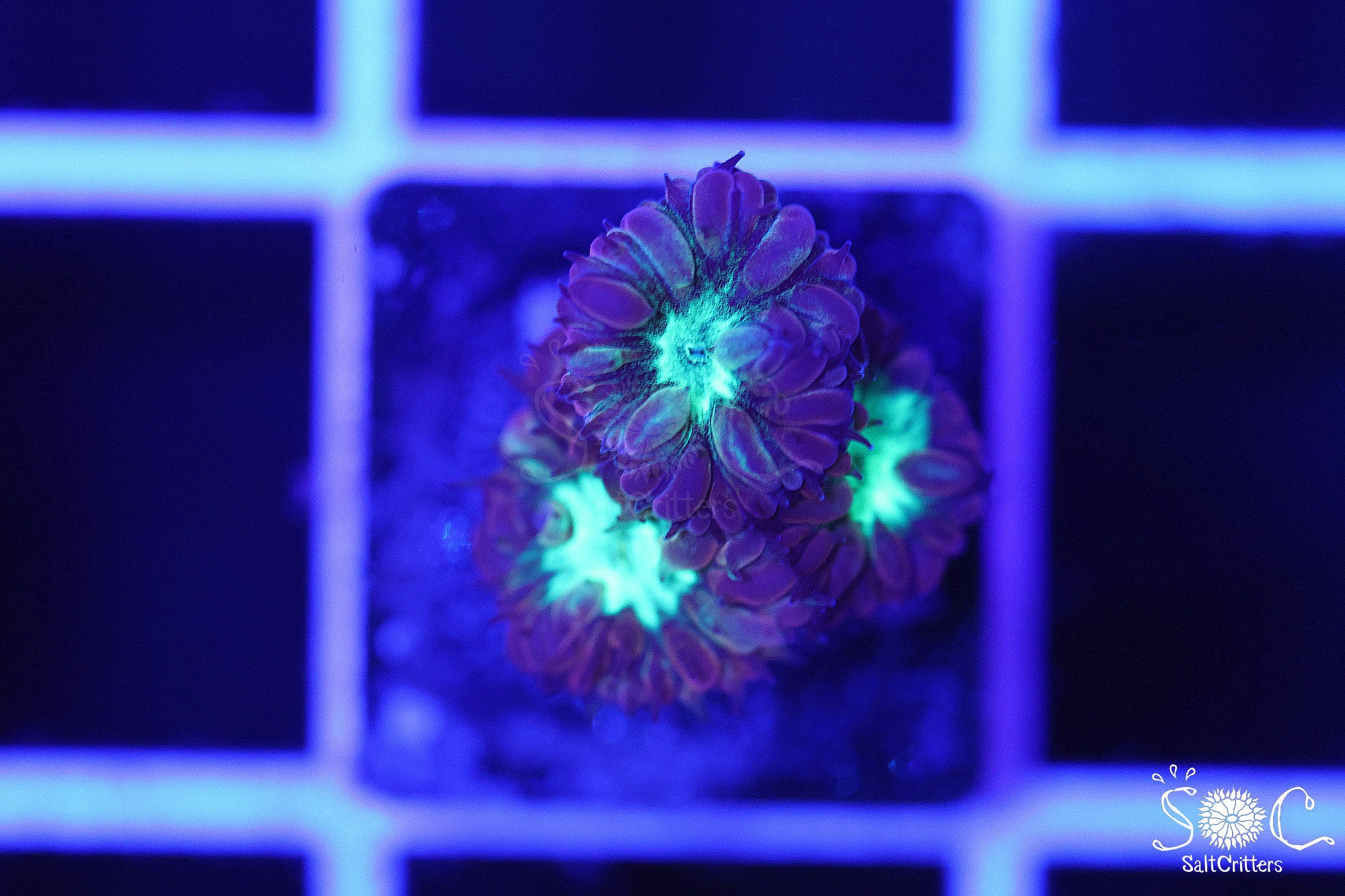 Blastomussa Coral B272