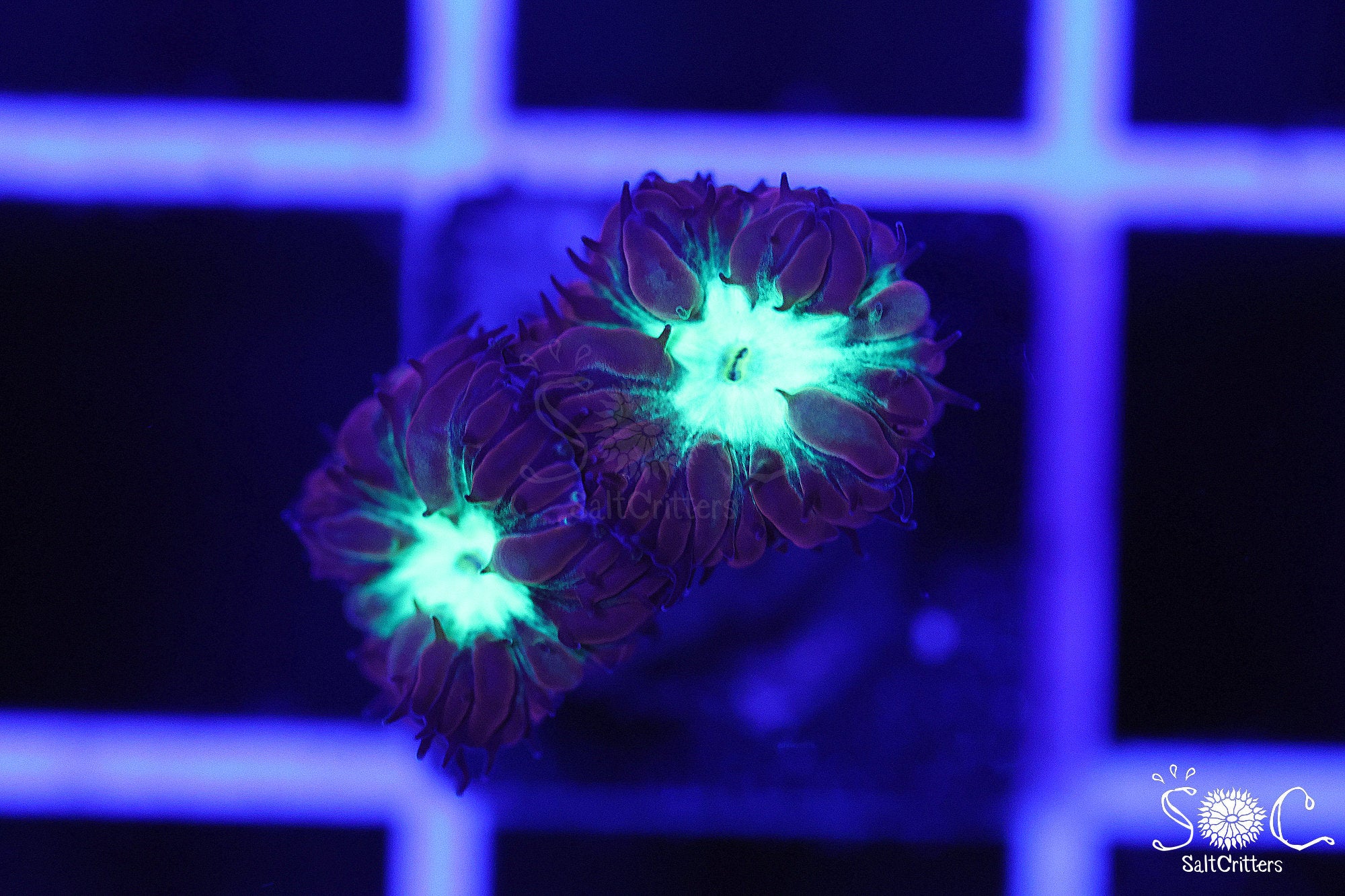 Blastomussa Coral B281