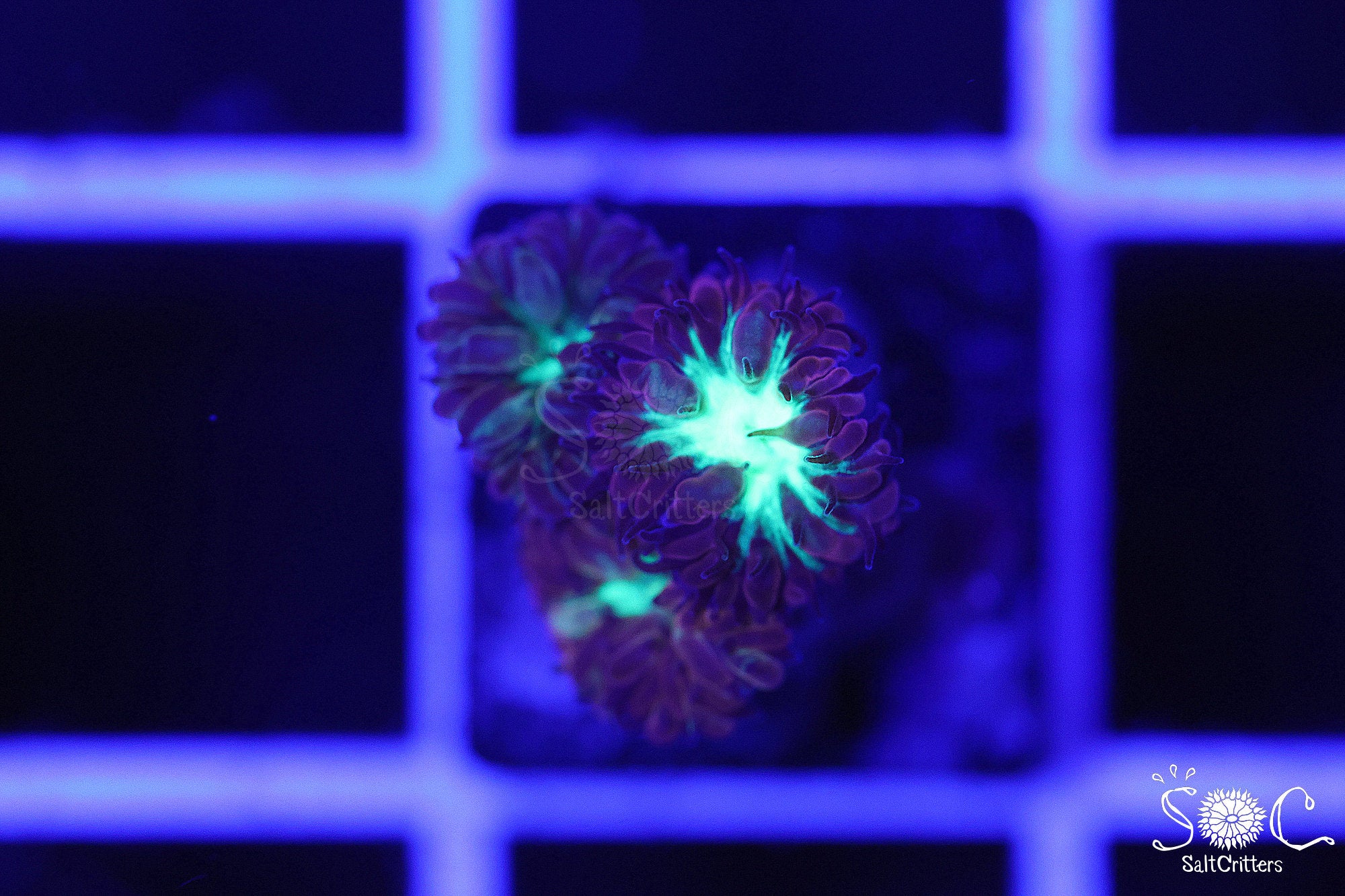 Blastomussa Coral B296