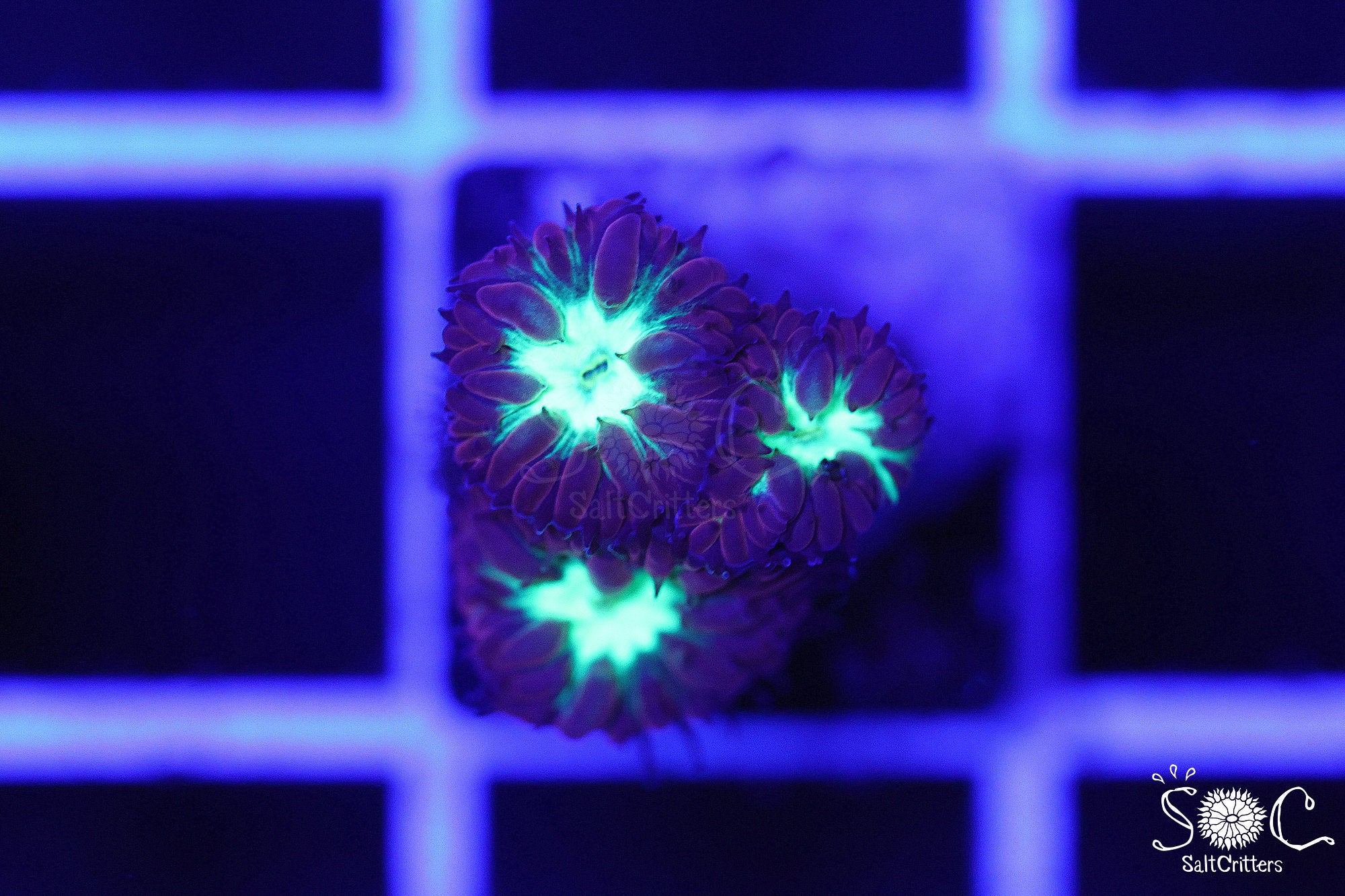 Blastomussa Coral B312