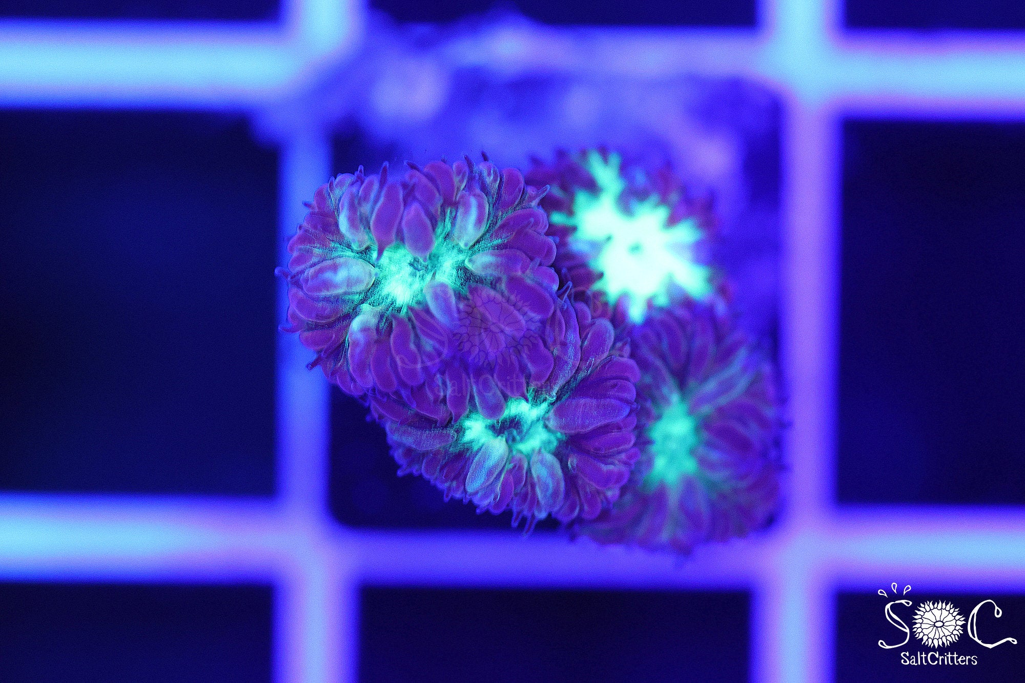 Blastomussa Coral B85