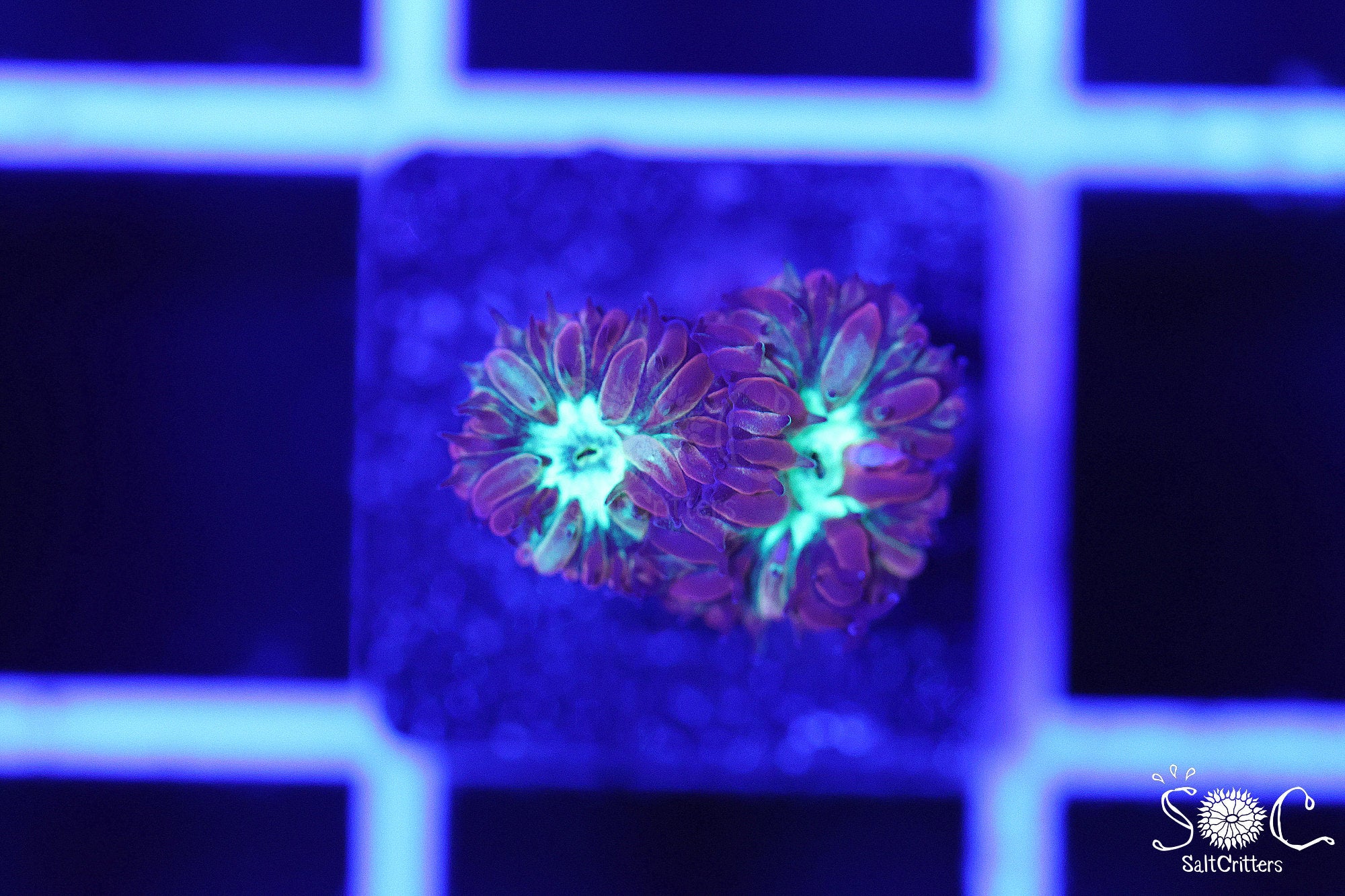 Blastomussa Coral D178