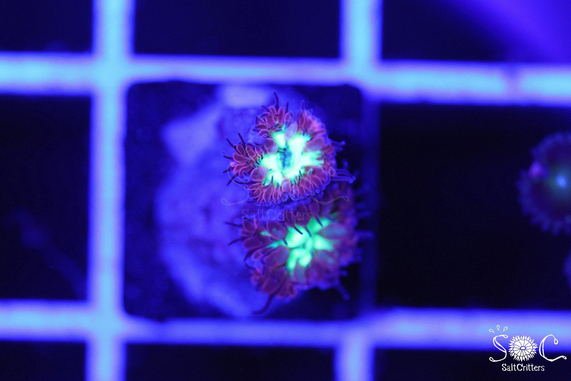 Blastomussa Coral D193