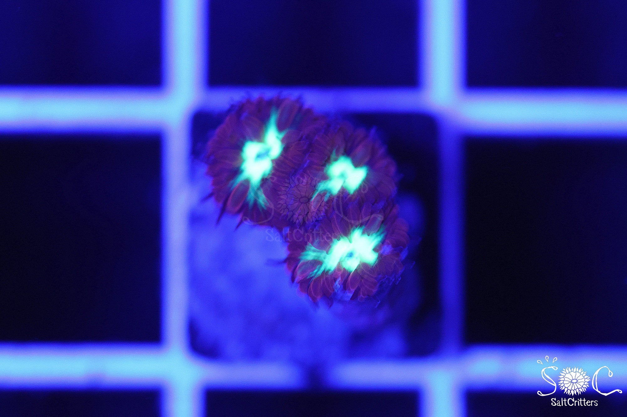 Blastomussa Coral D345