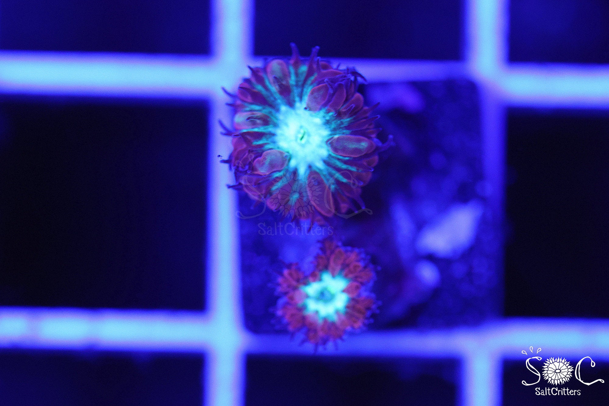 Blastomussa Coral D349