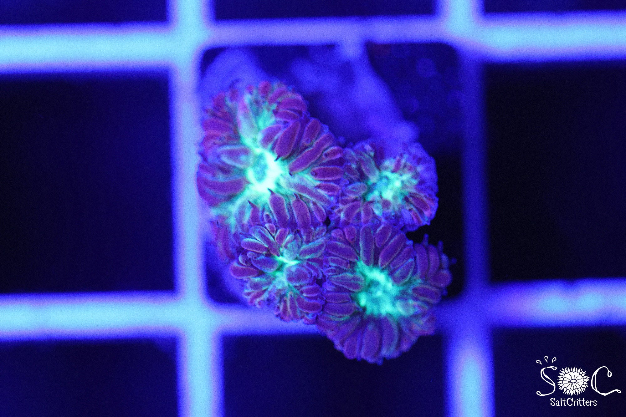 Blastomussa Coral D353