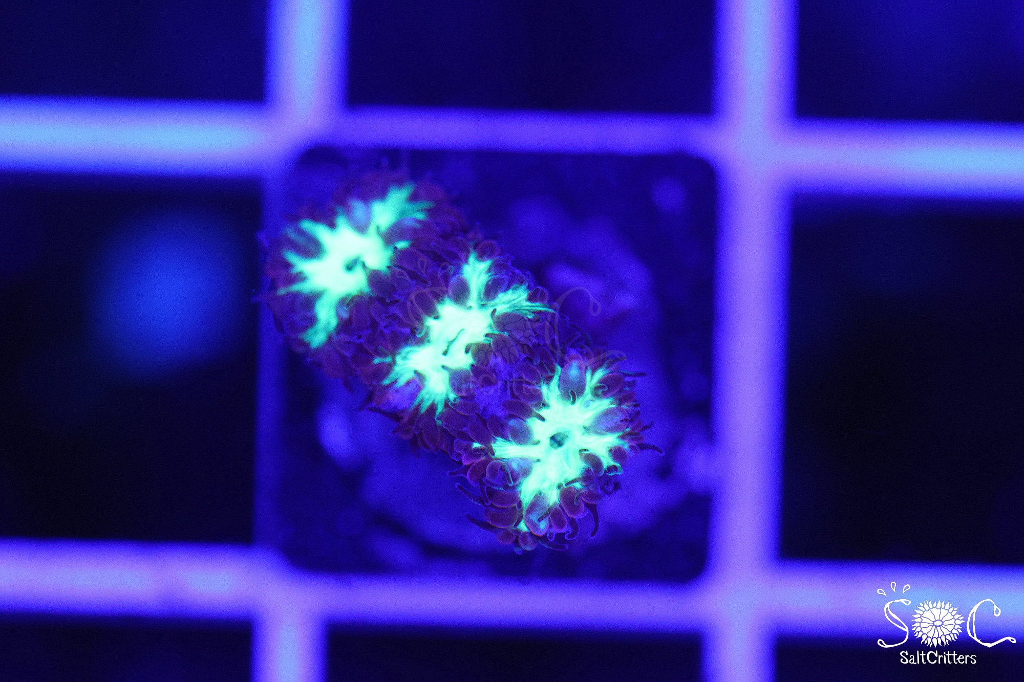 Blastomussa Coral D385