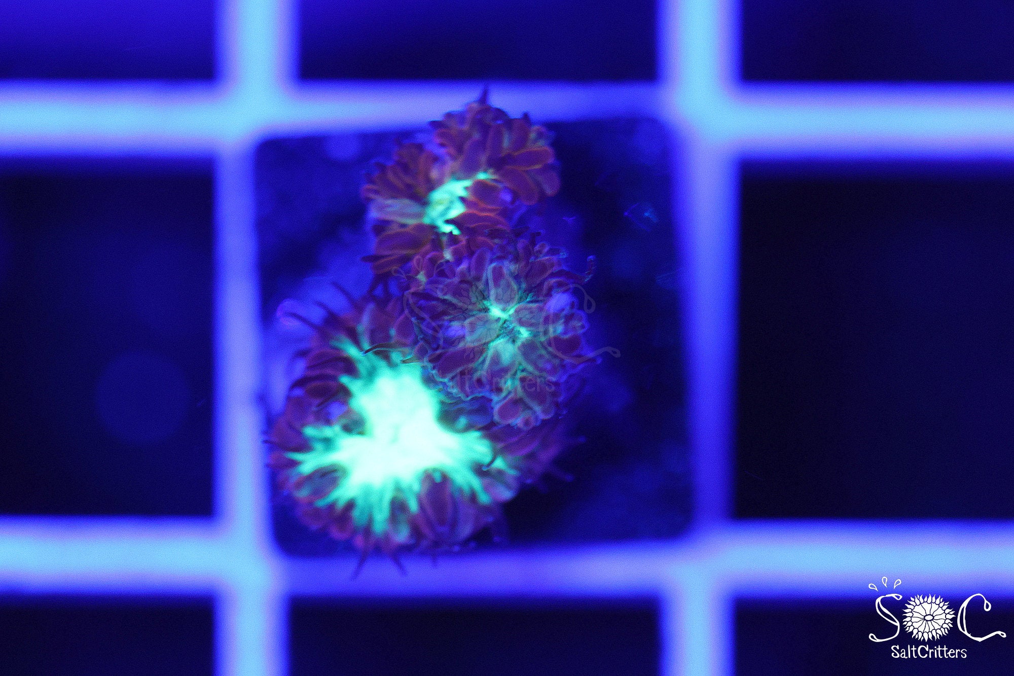 Blastomussa Coral D401