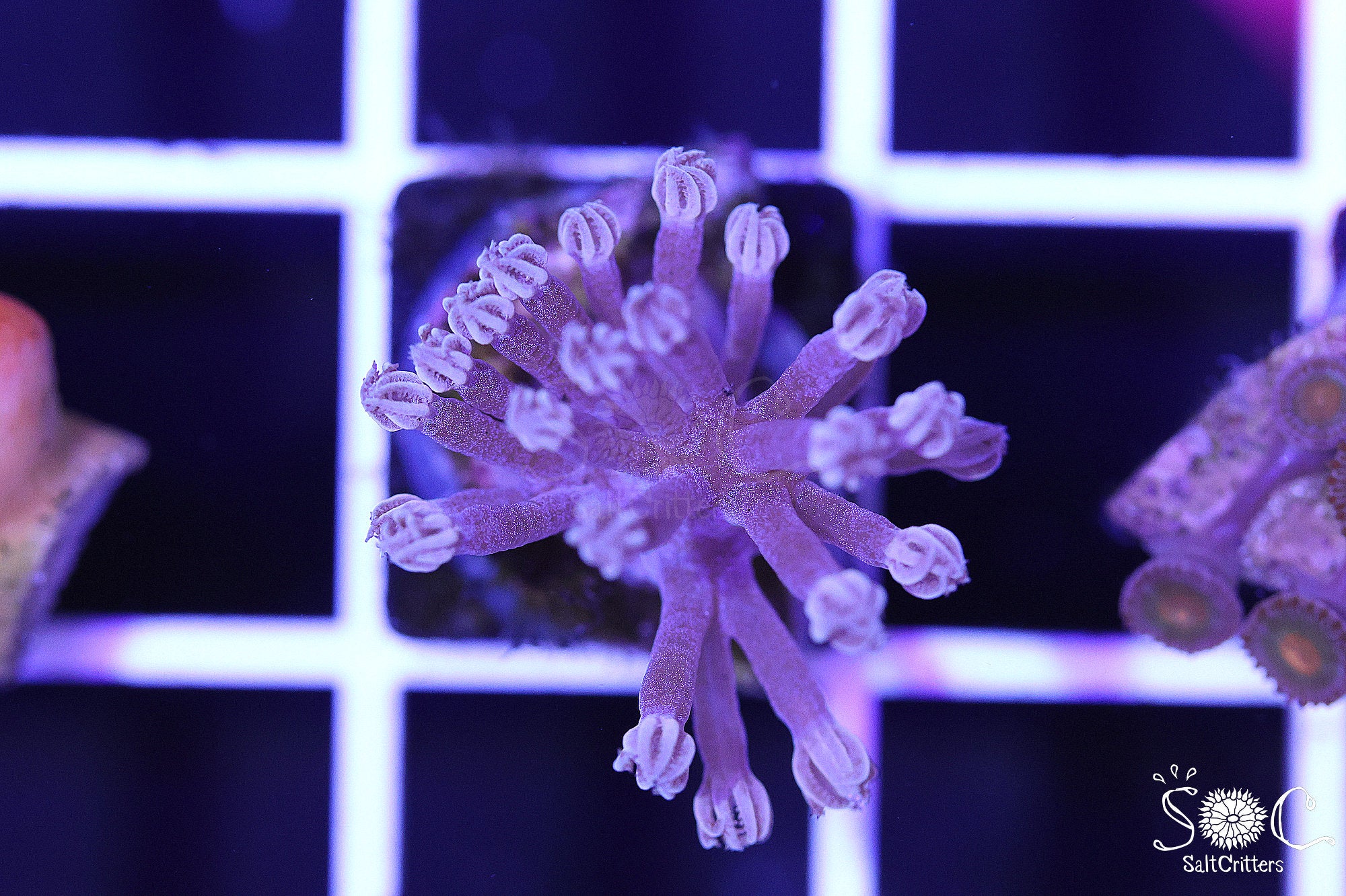 Cespitularia Coral B227