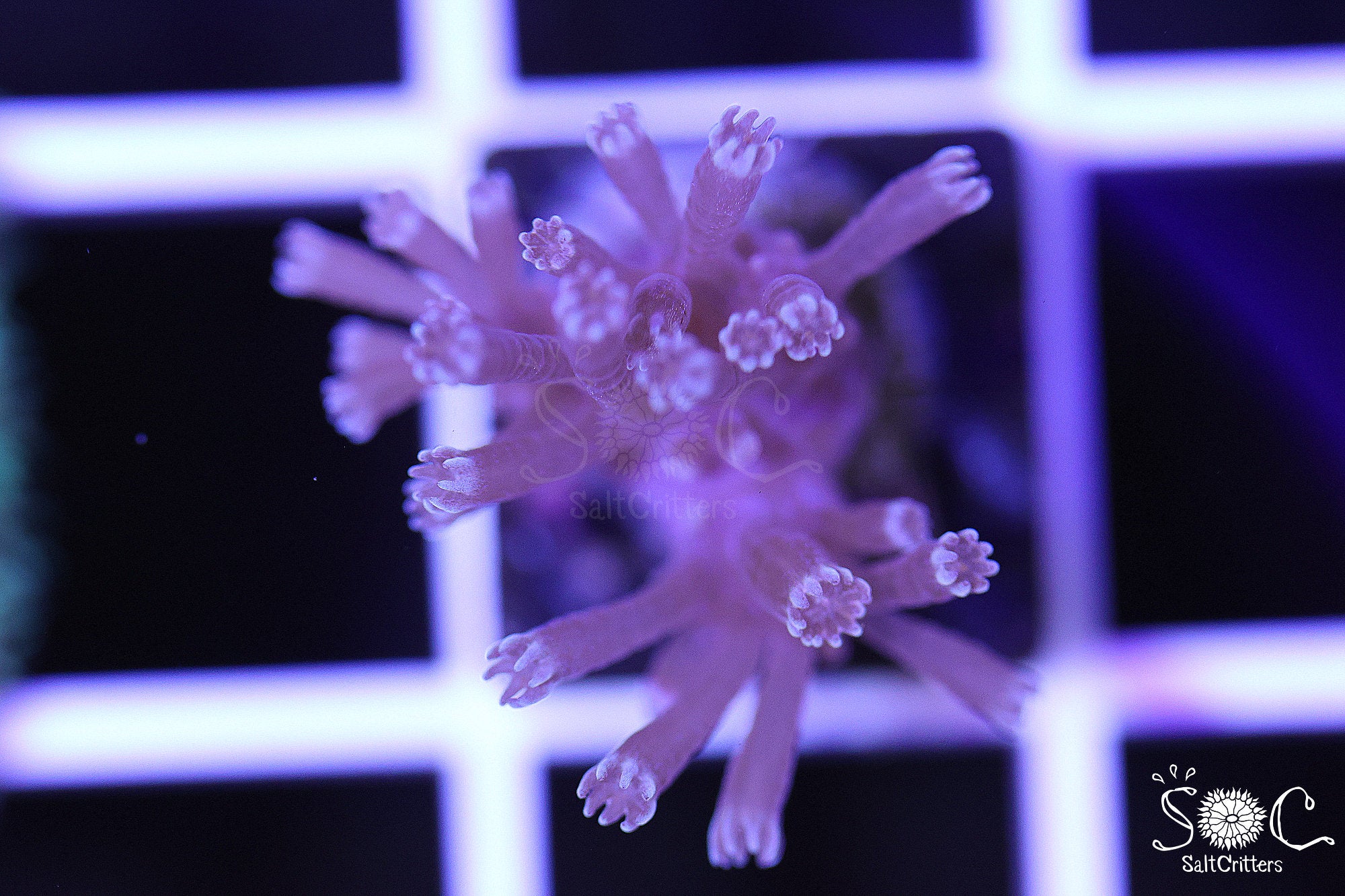 Cespitularia Coral F72
