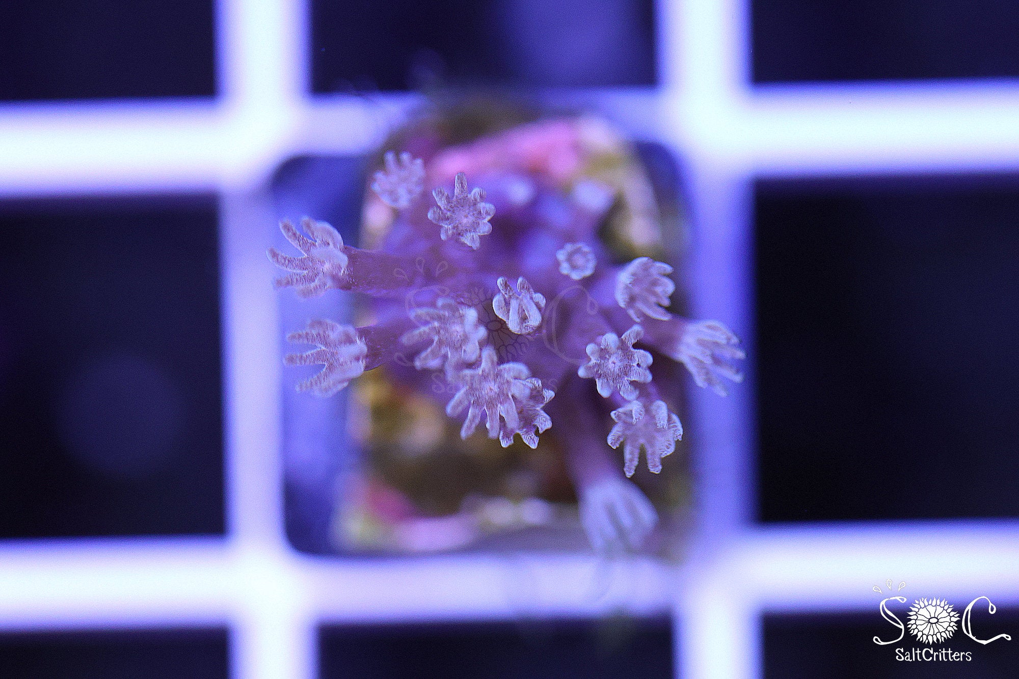Cespitularia Coral F85
