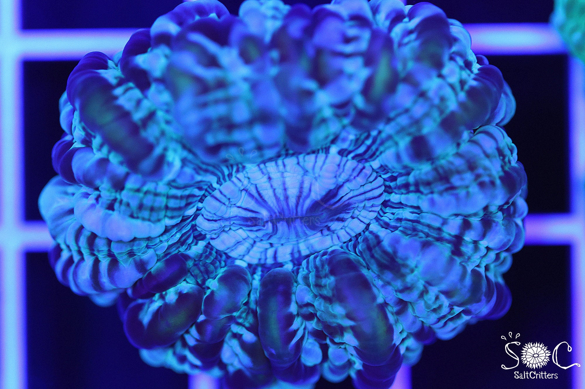 Cynarina Coral 46