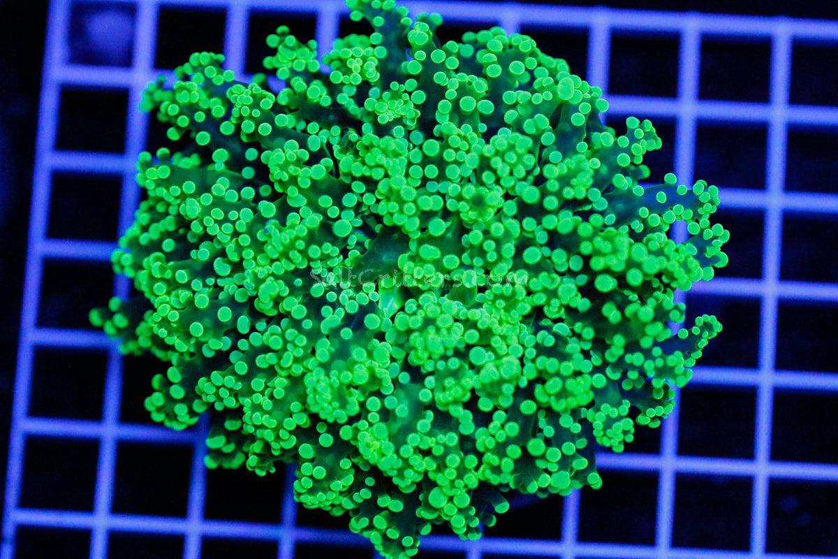 Frogspawn Euphyllia Divisa Coral 25