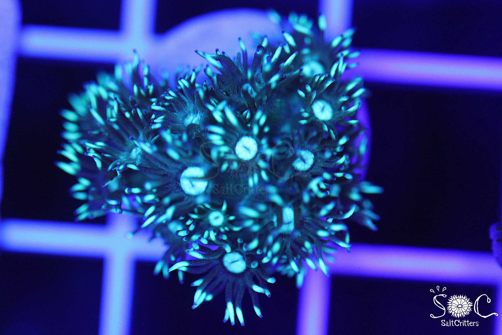 Goniopora Coral D231