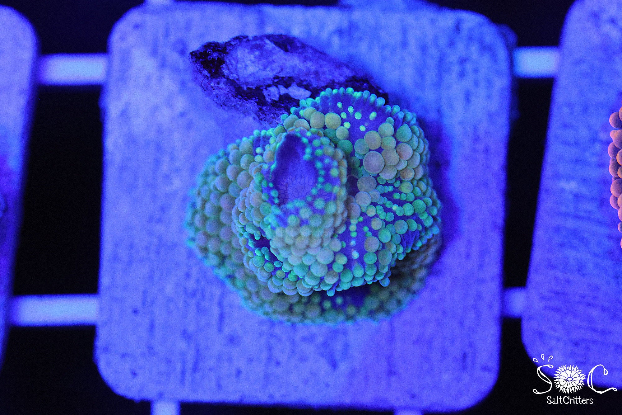 Ricordea Florida Mushroom Coral D272