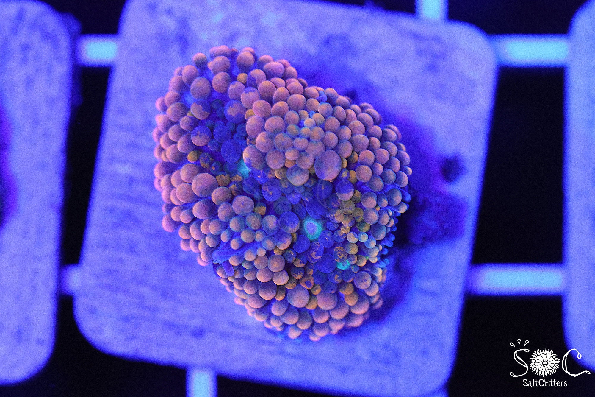 Ricordea Florida Mushroom Coral D328