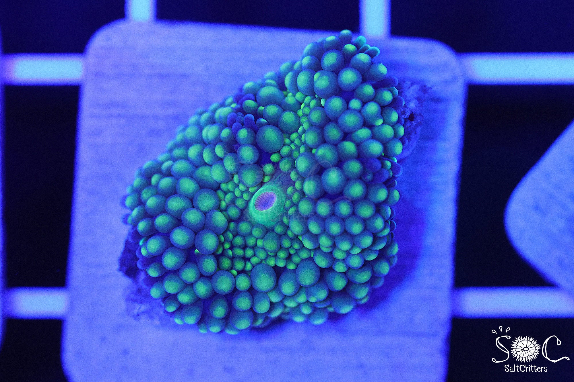 Ricordea Florida Mushroom Coral F120