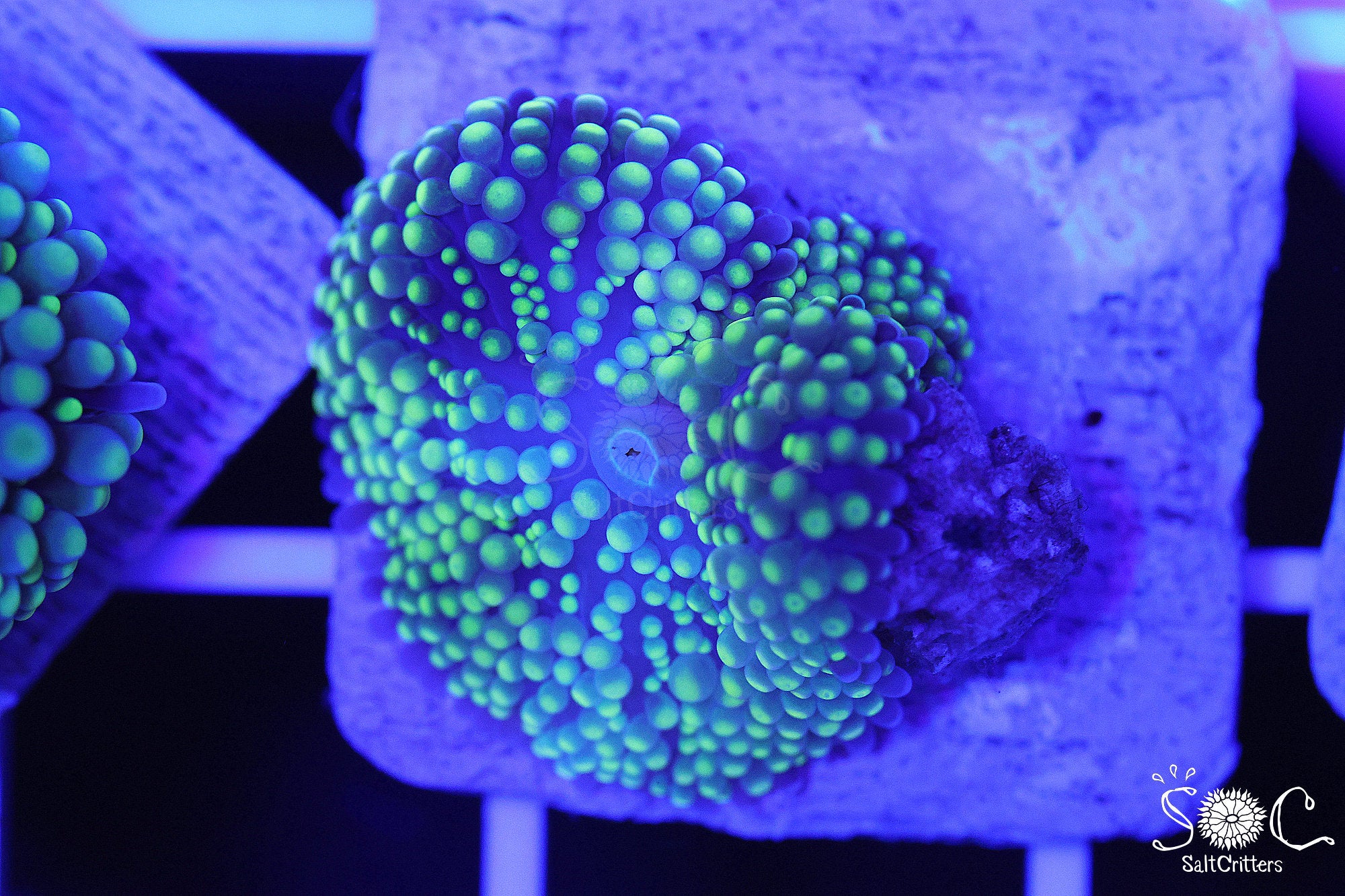 Ricordea Florida Mushroom Coral F123