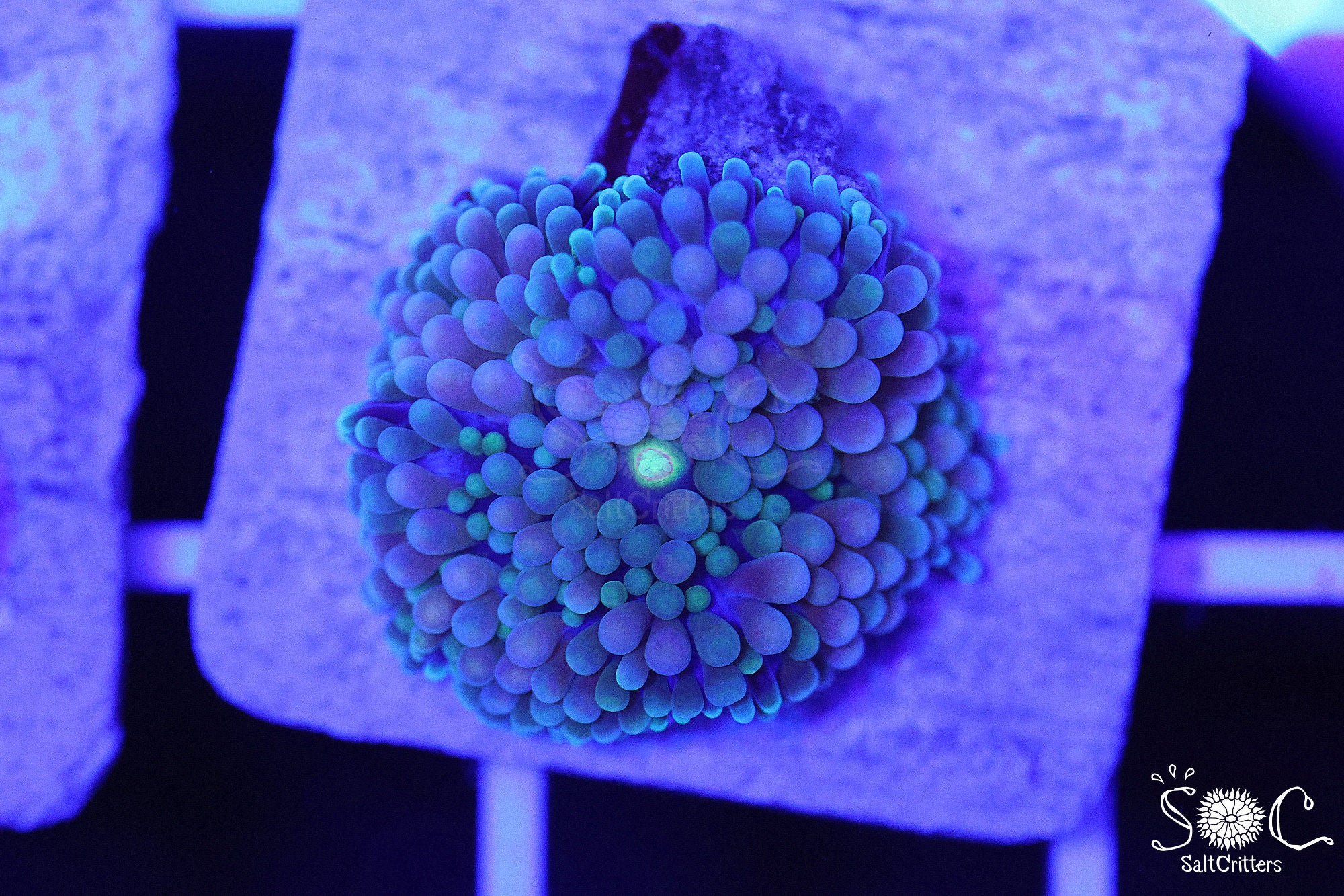 Ricordea Florida Mushroom Coral F125