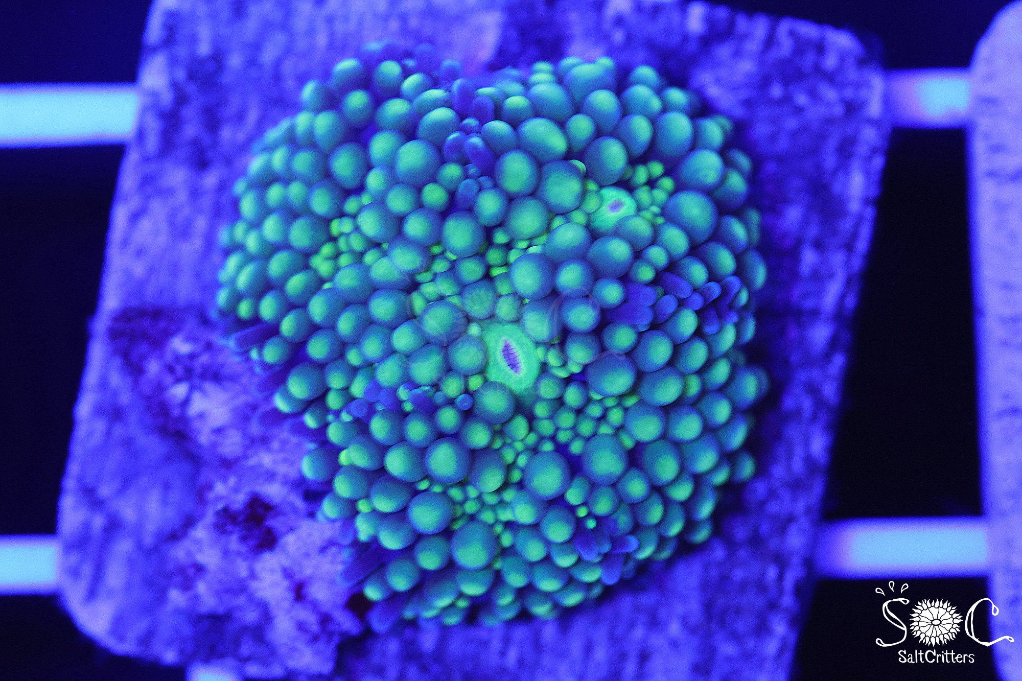 Ricordea Florida Mushroom Coral F140