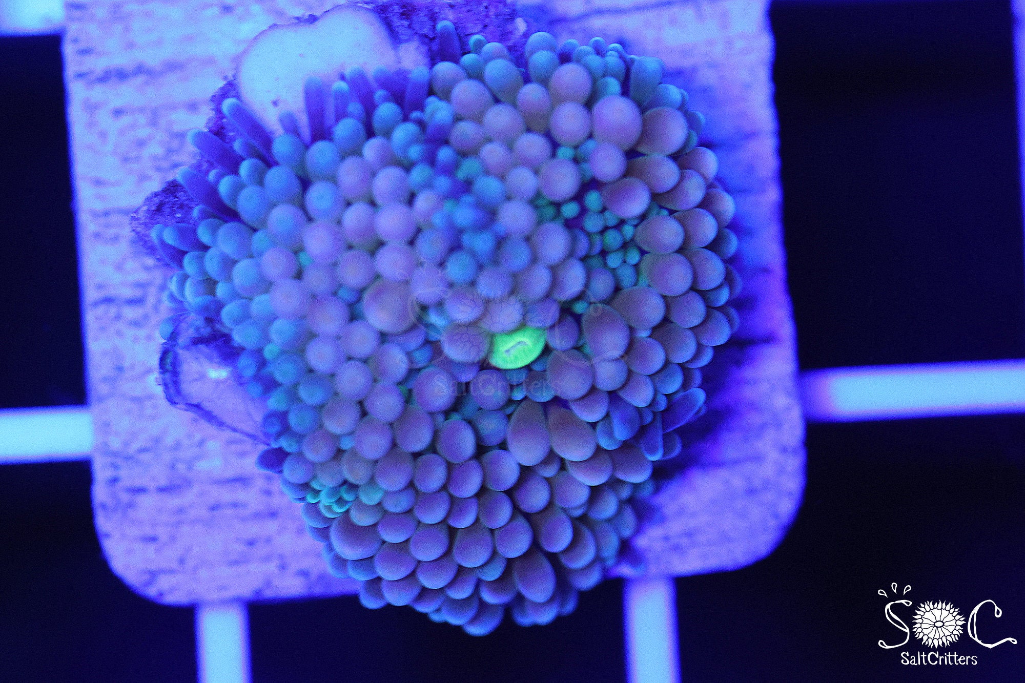 Ricordea Florida Mushroom Coral F142