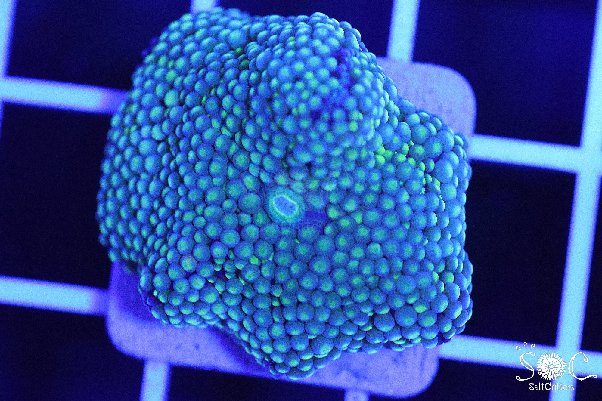 Ricordea Florida Mushroom Coral F199