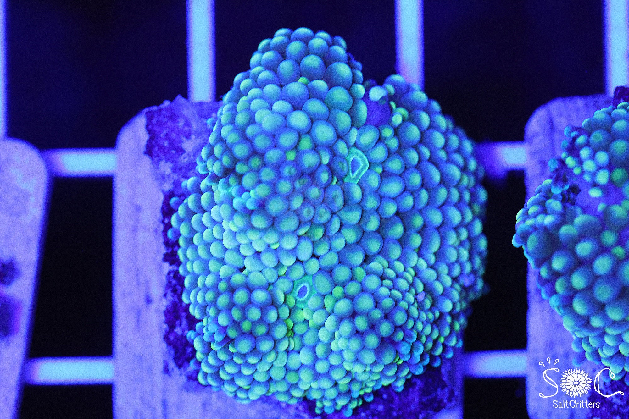Ricordea Florida Mushroom Coral F1