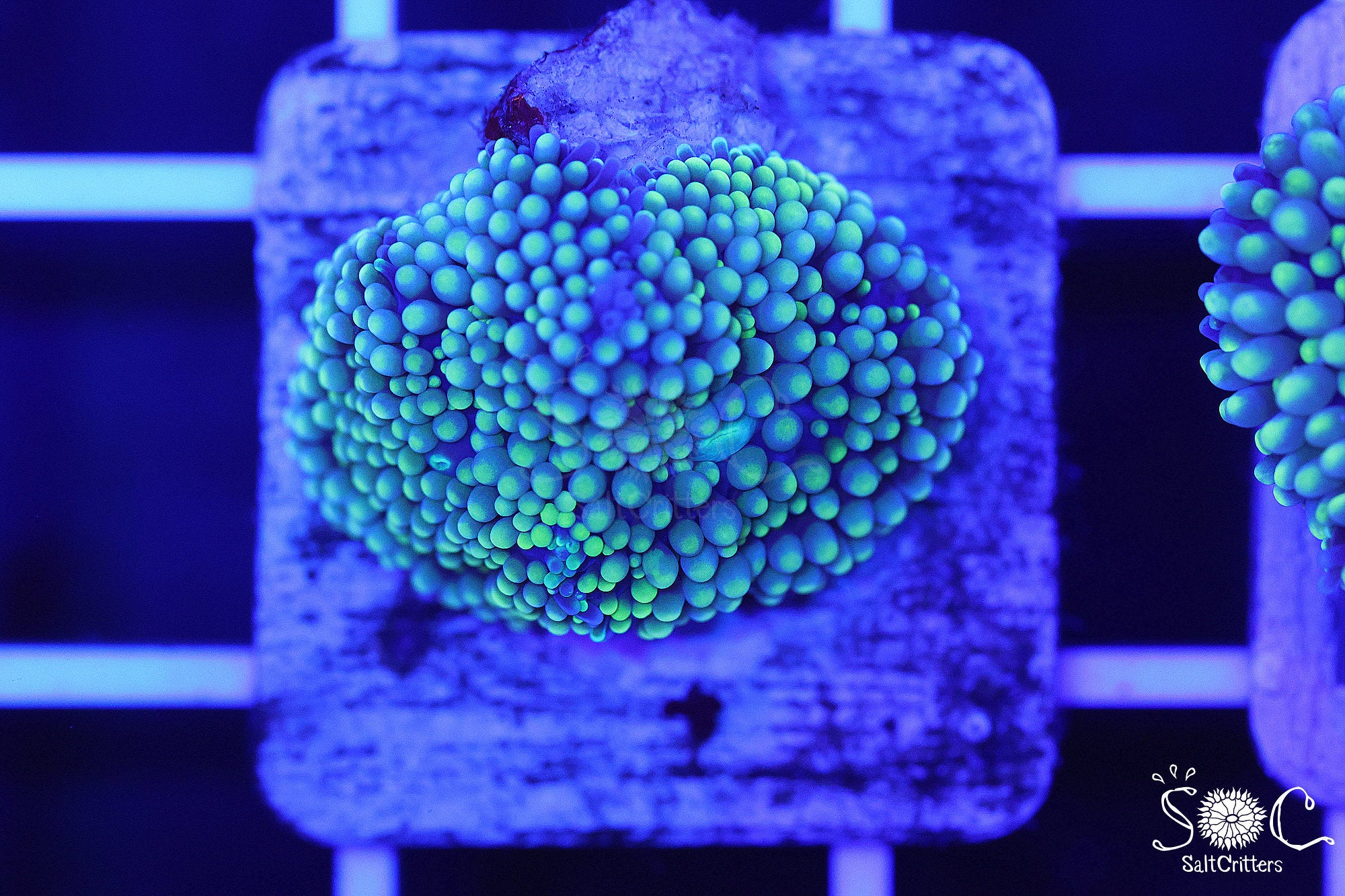 Ricordea Florida Mushroom Coral F217