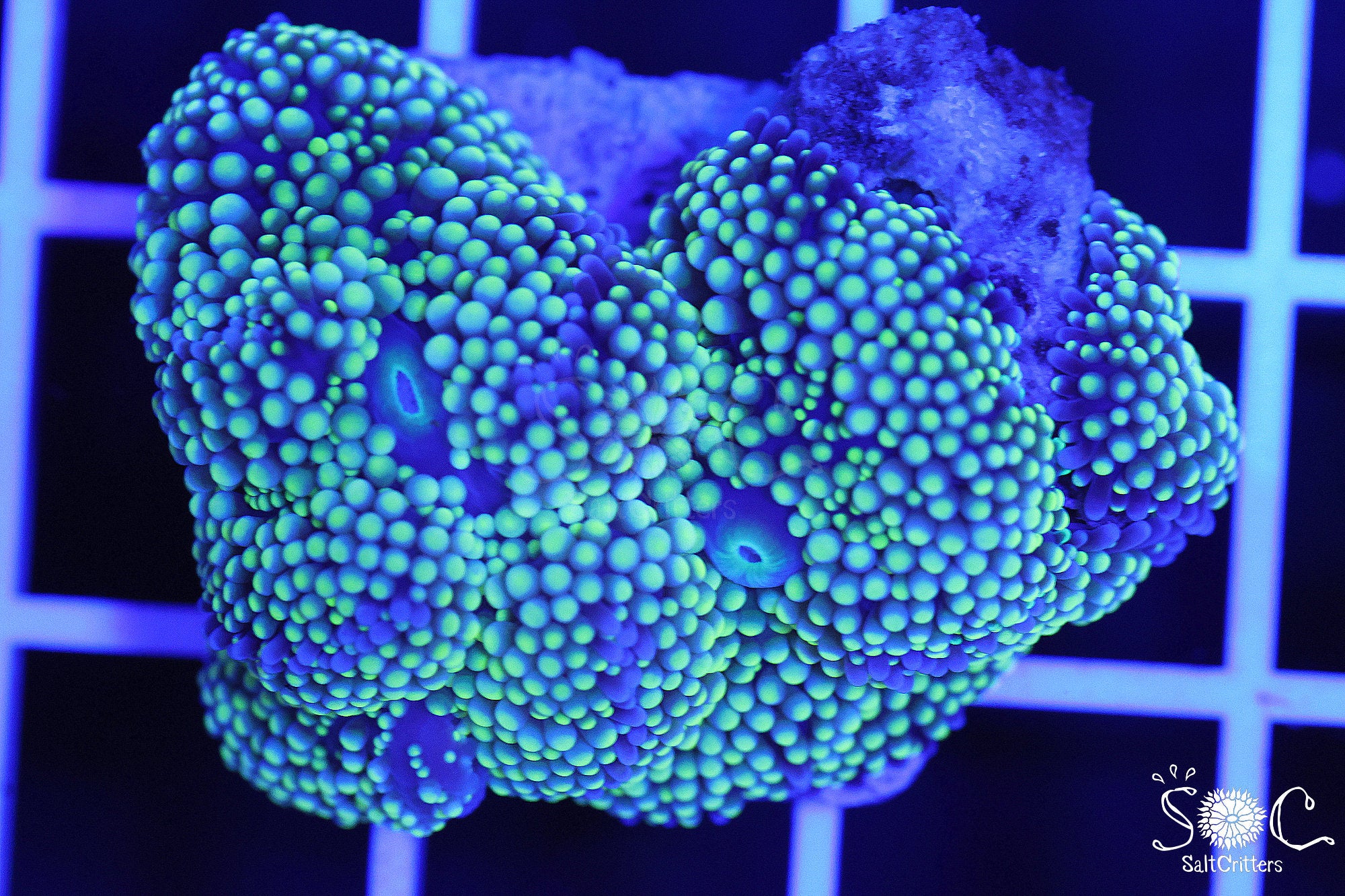 Ricordea Florida Mushroom Coral F229