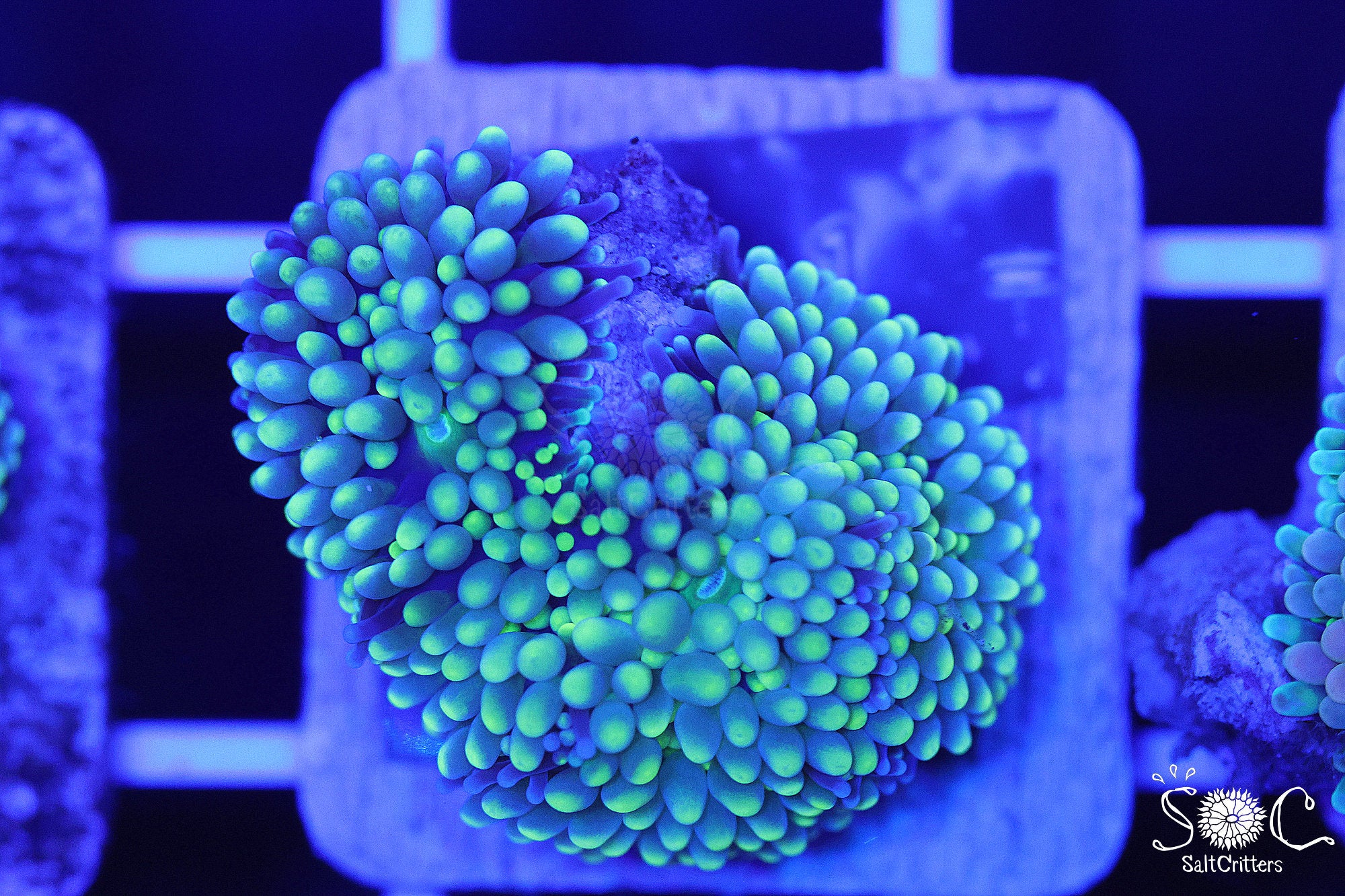 Ricordea Florida Mushroom Coral F232