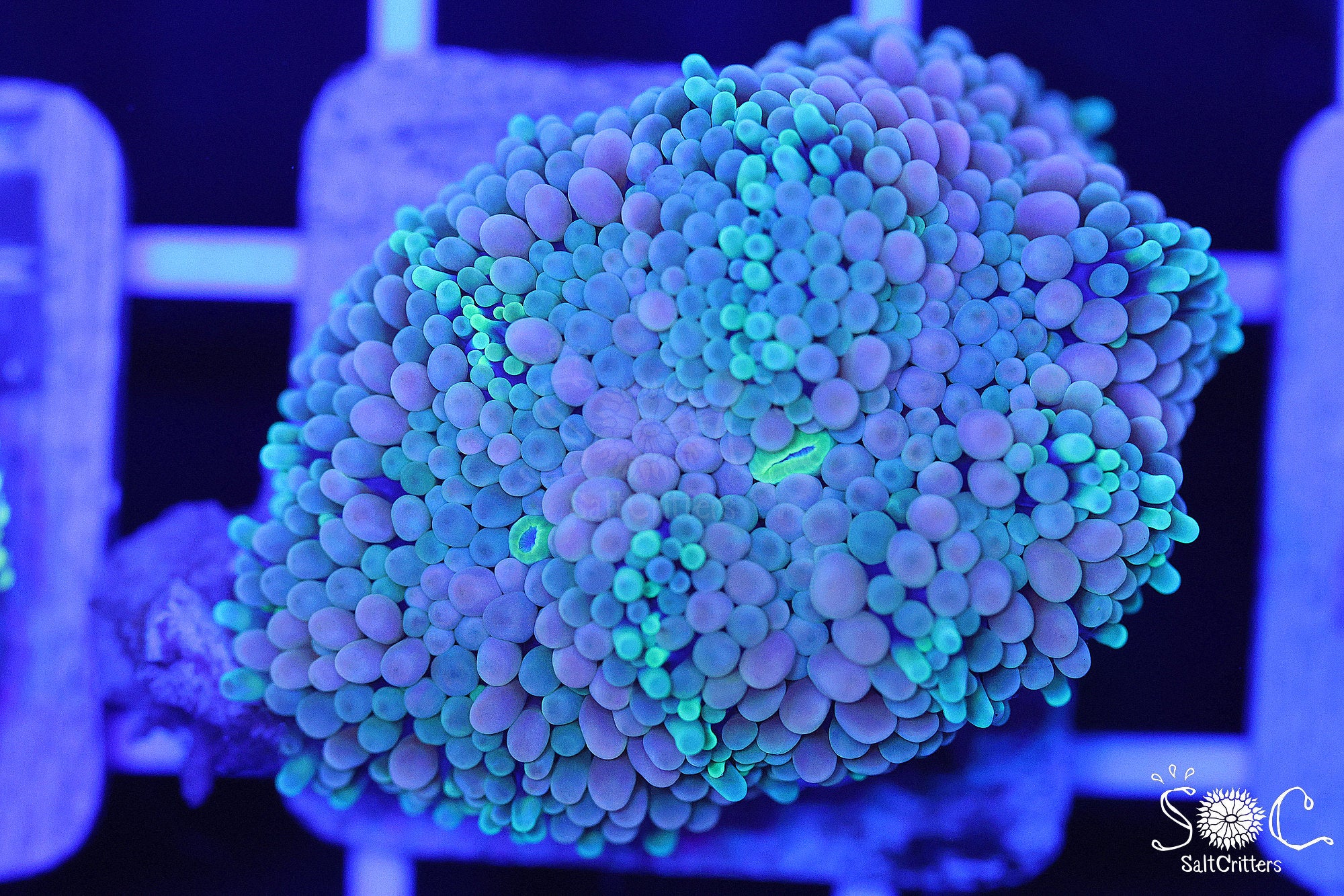 Ricordea Florida Mushroom Coral F252