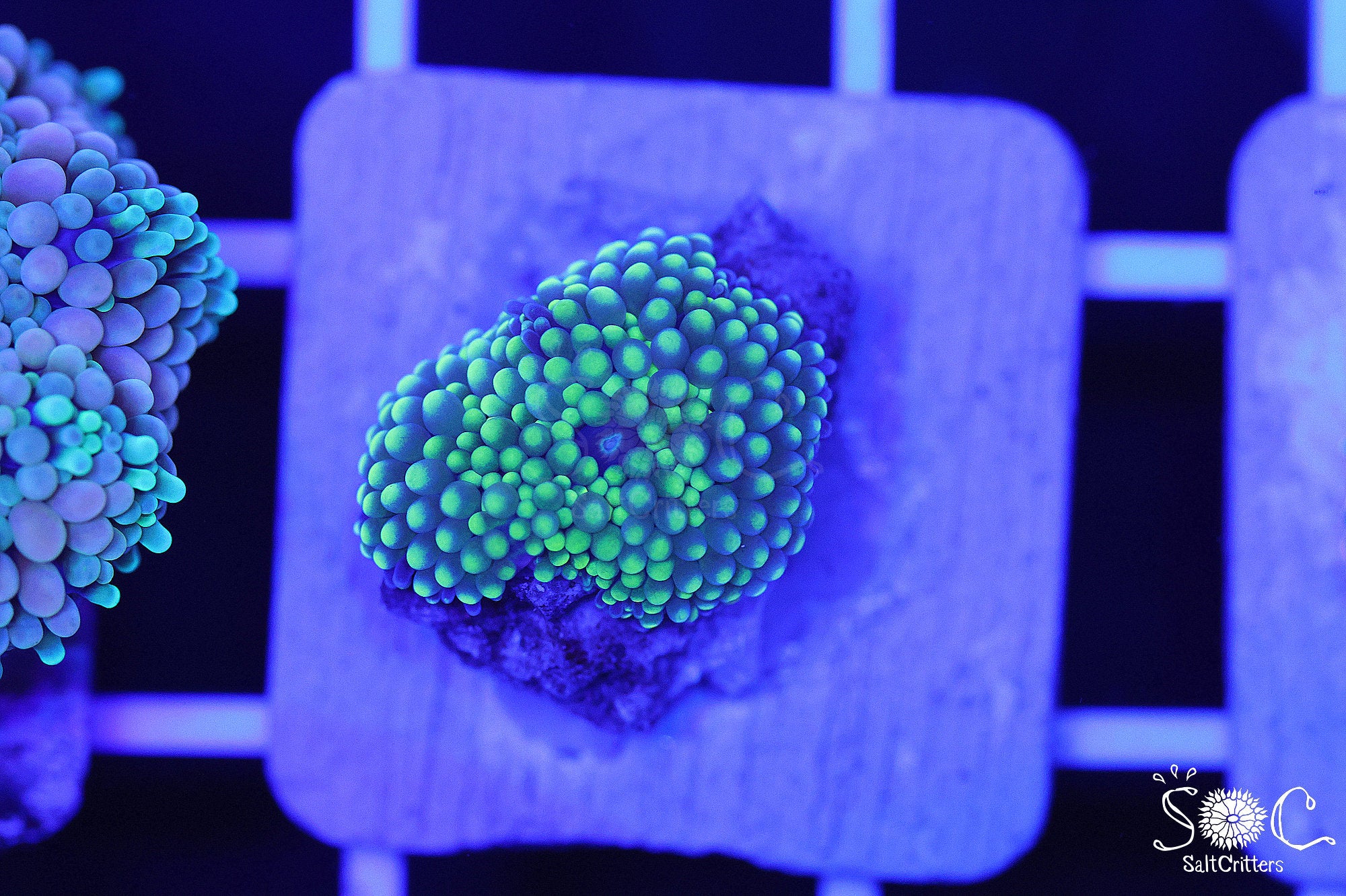 Ricordea Florida Mushroom Coral F256