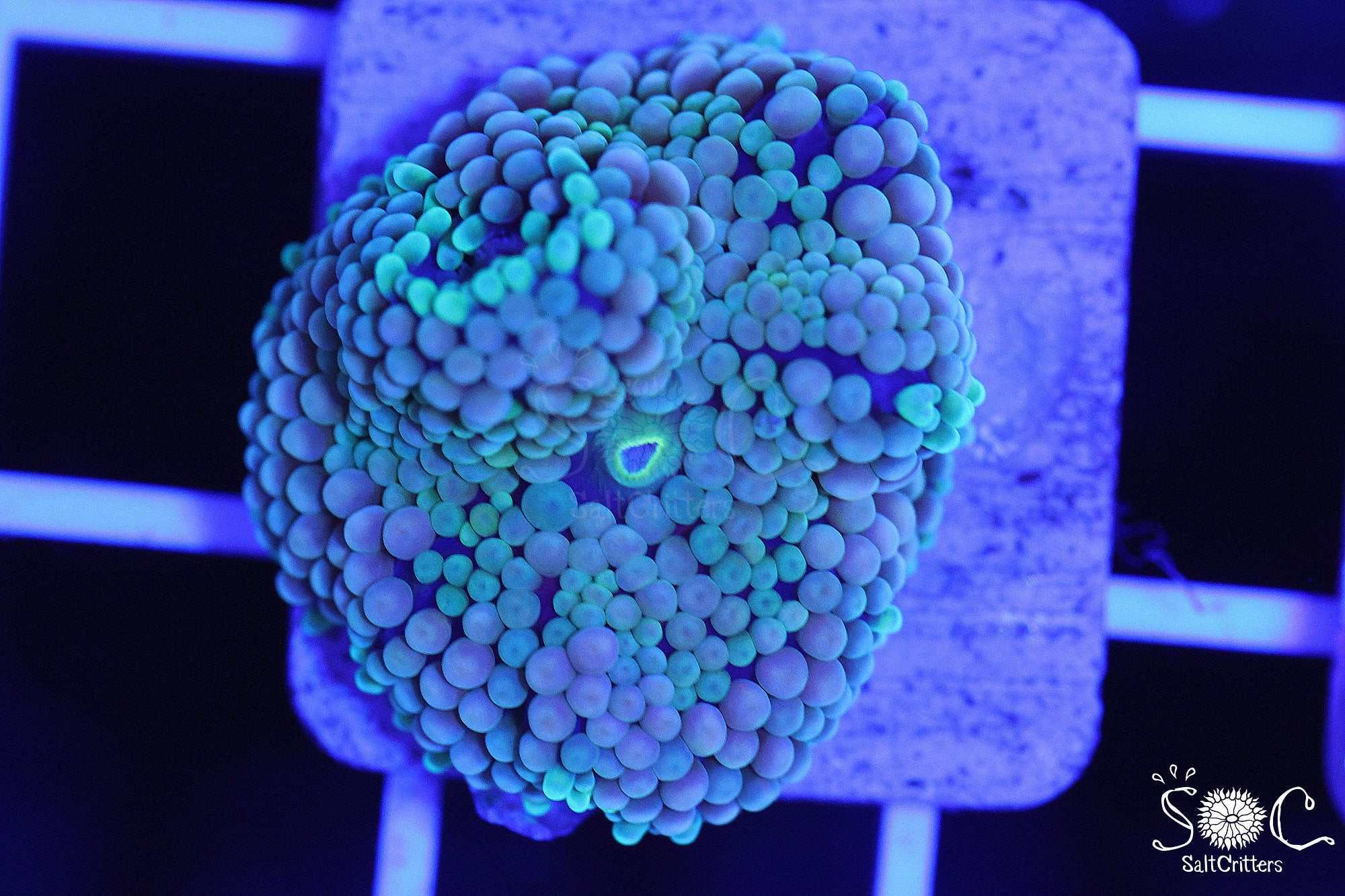 Ricordea Florida Mushroom Coral F263