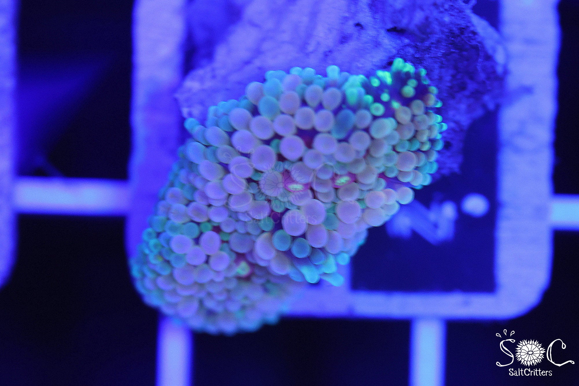 Ricordea Florida Mushroom Coral F266