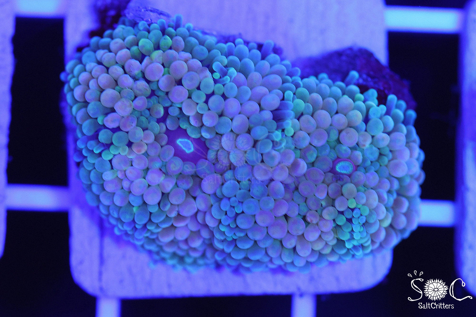 Ricordea Florida Mushroom Coral F268