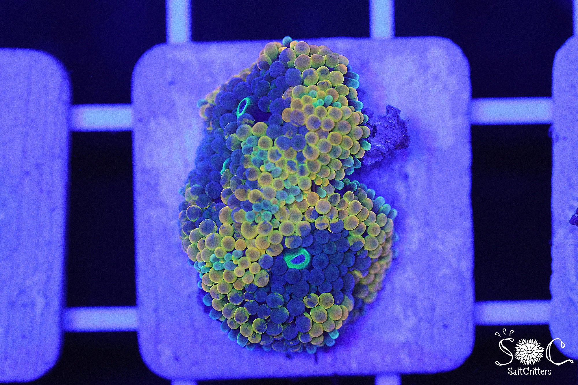 Ricordea Florida Mushroom Coral F273