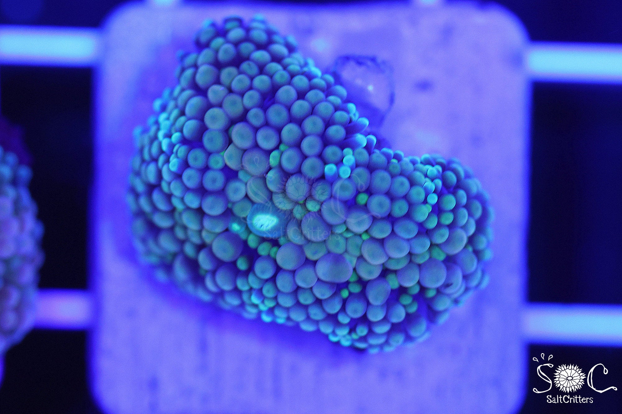Ricordea Florida Mushroom Coral F275