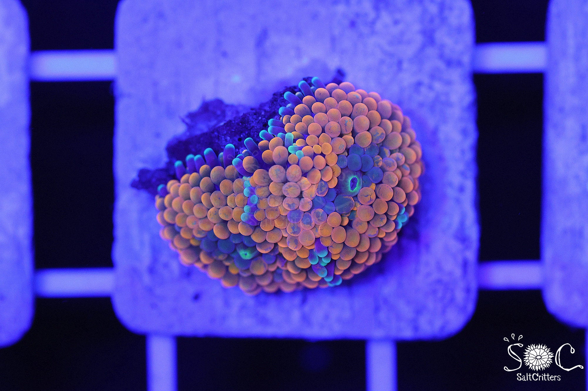 Ricordea Florida Mushroom Coral F277