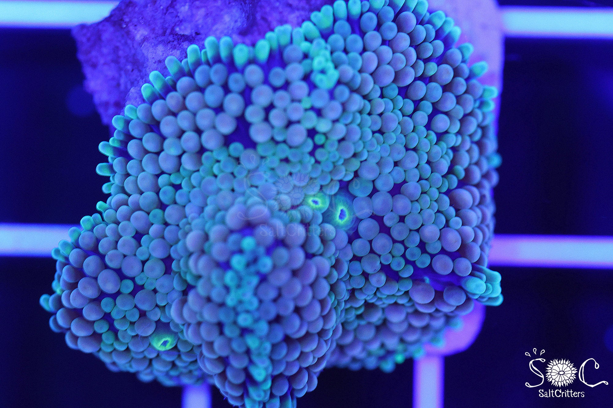 Ricordea Florida Mushroom Coral F279
