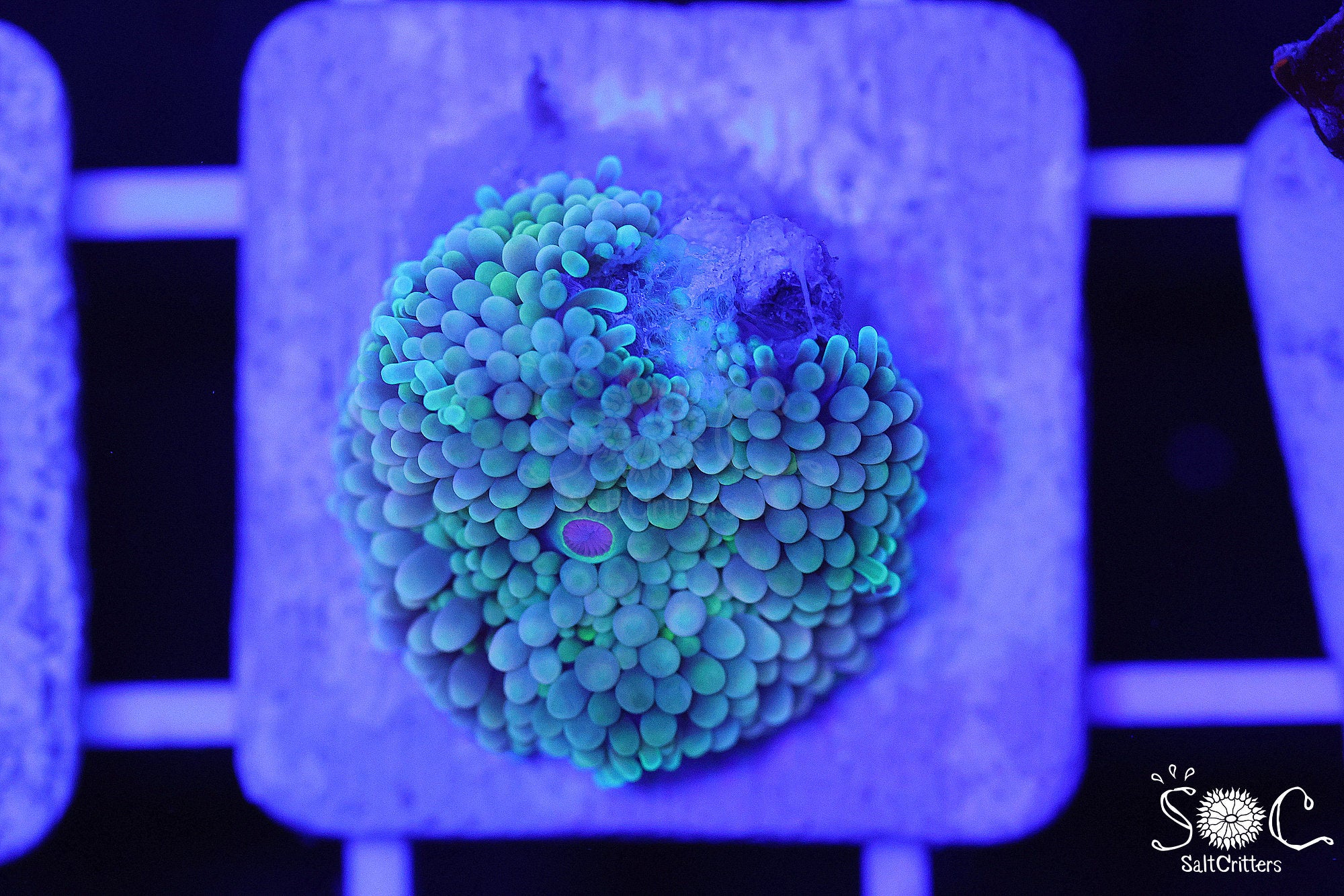 Ricordea Florida Mushroom Coral F284