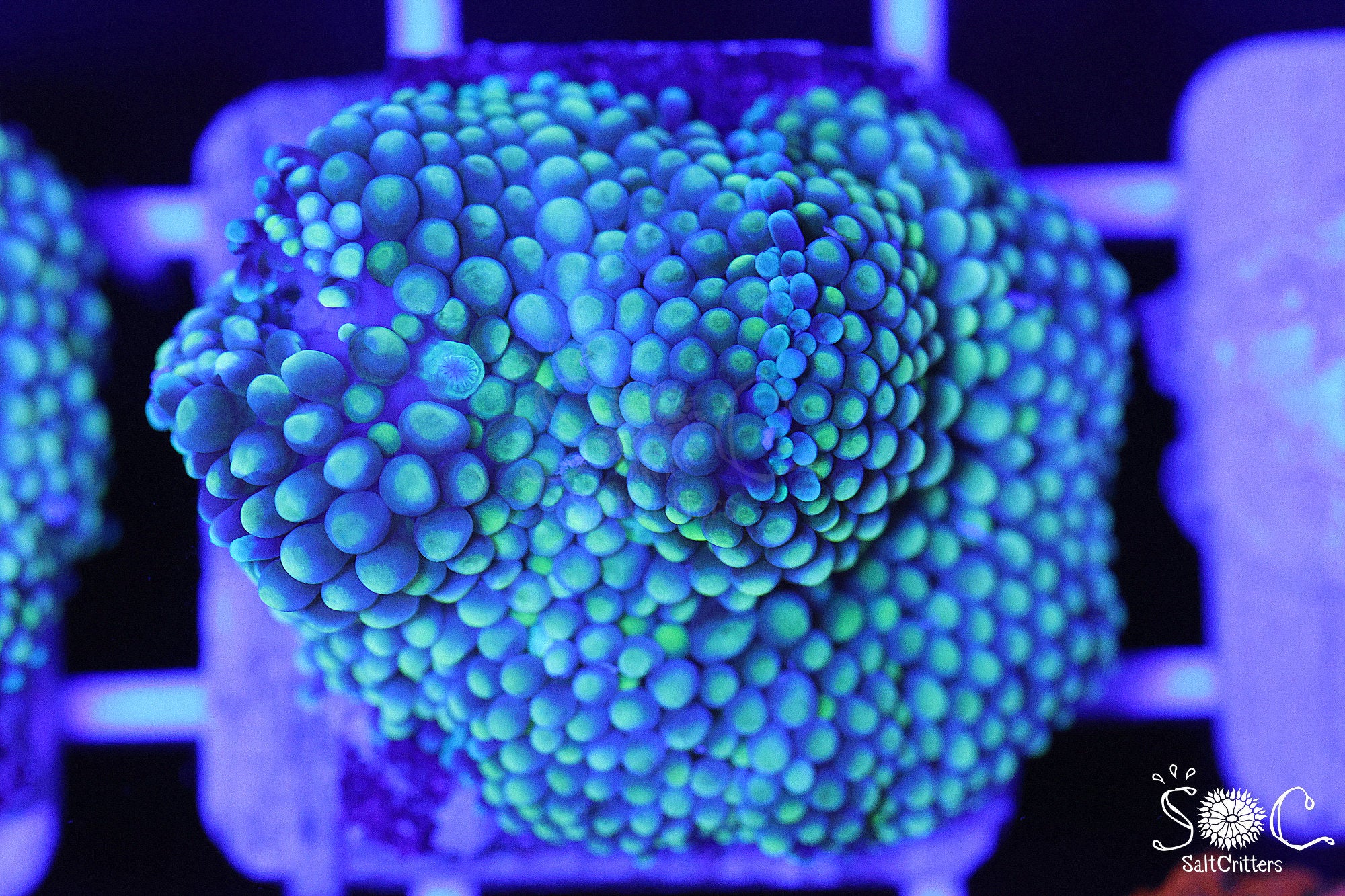 Ricordea Florida Mushroom Coral F2