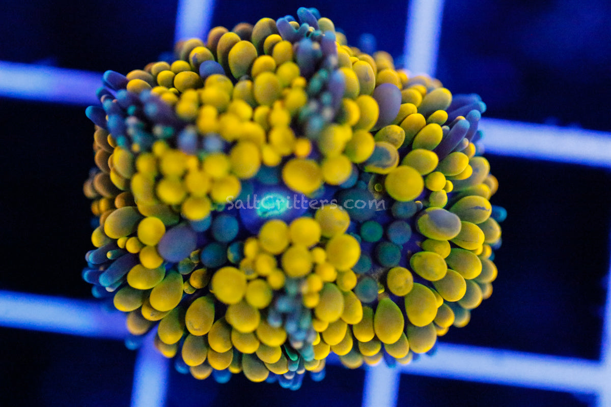 Ricordea Florida Mushroom Coral F49