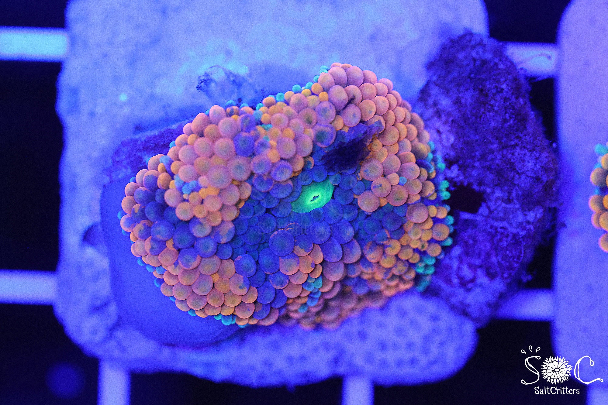 Ricordea Florida Mushroom Coral F87