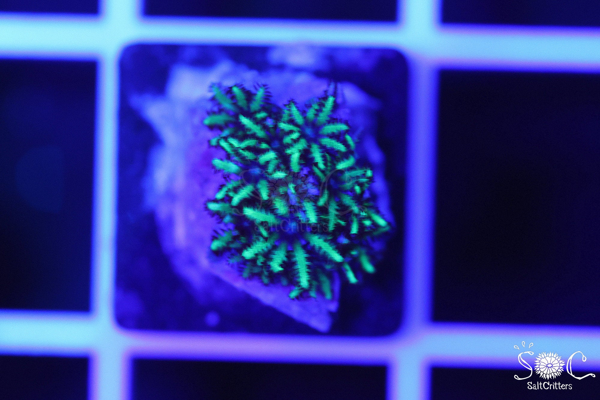 Sympodium Coral B133