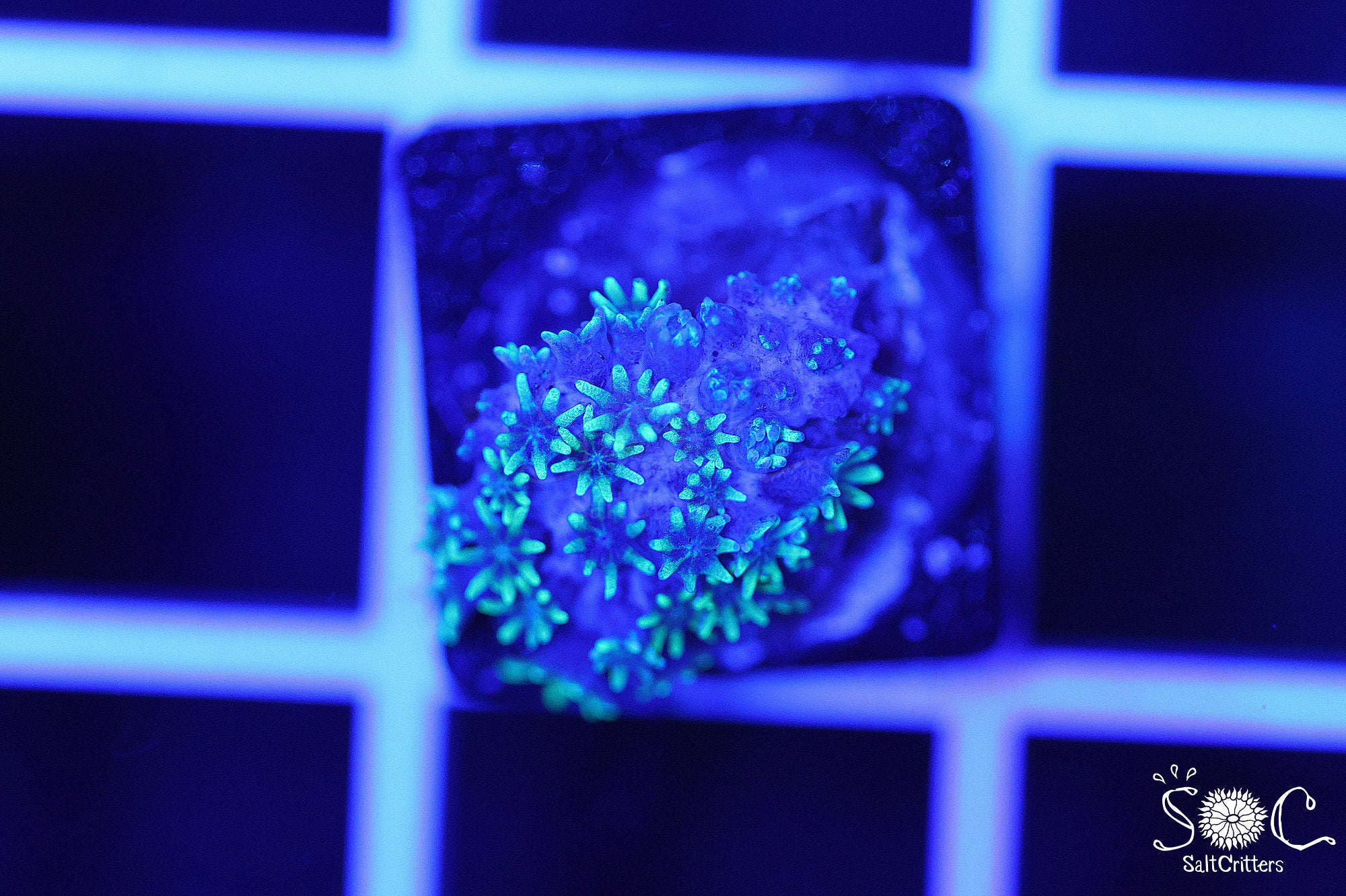 Sympodium Coral B184