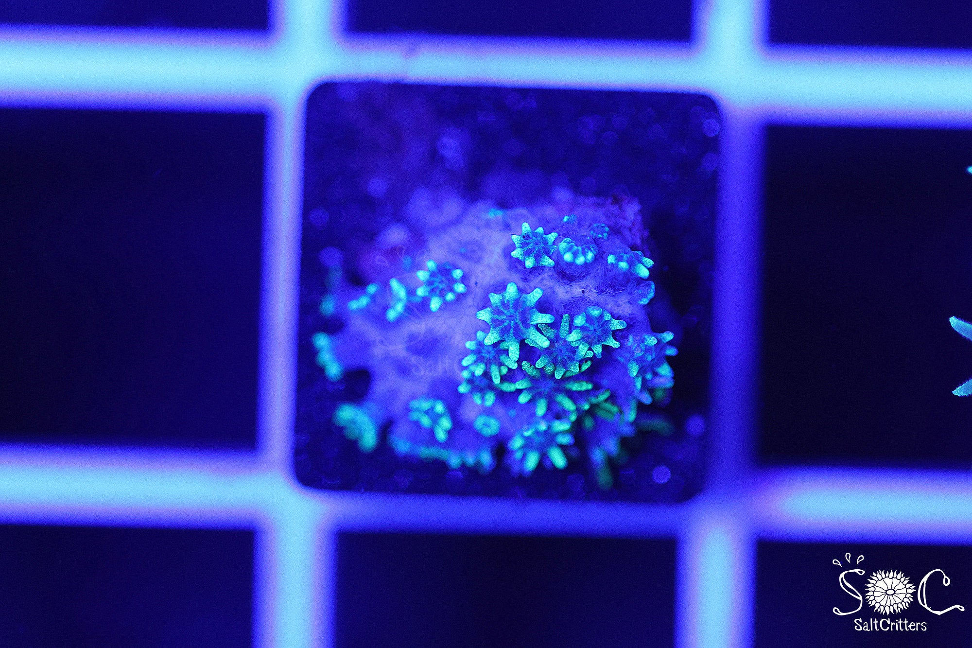 Sympodium Coral B187