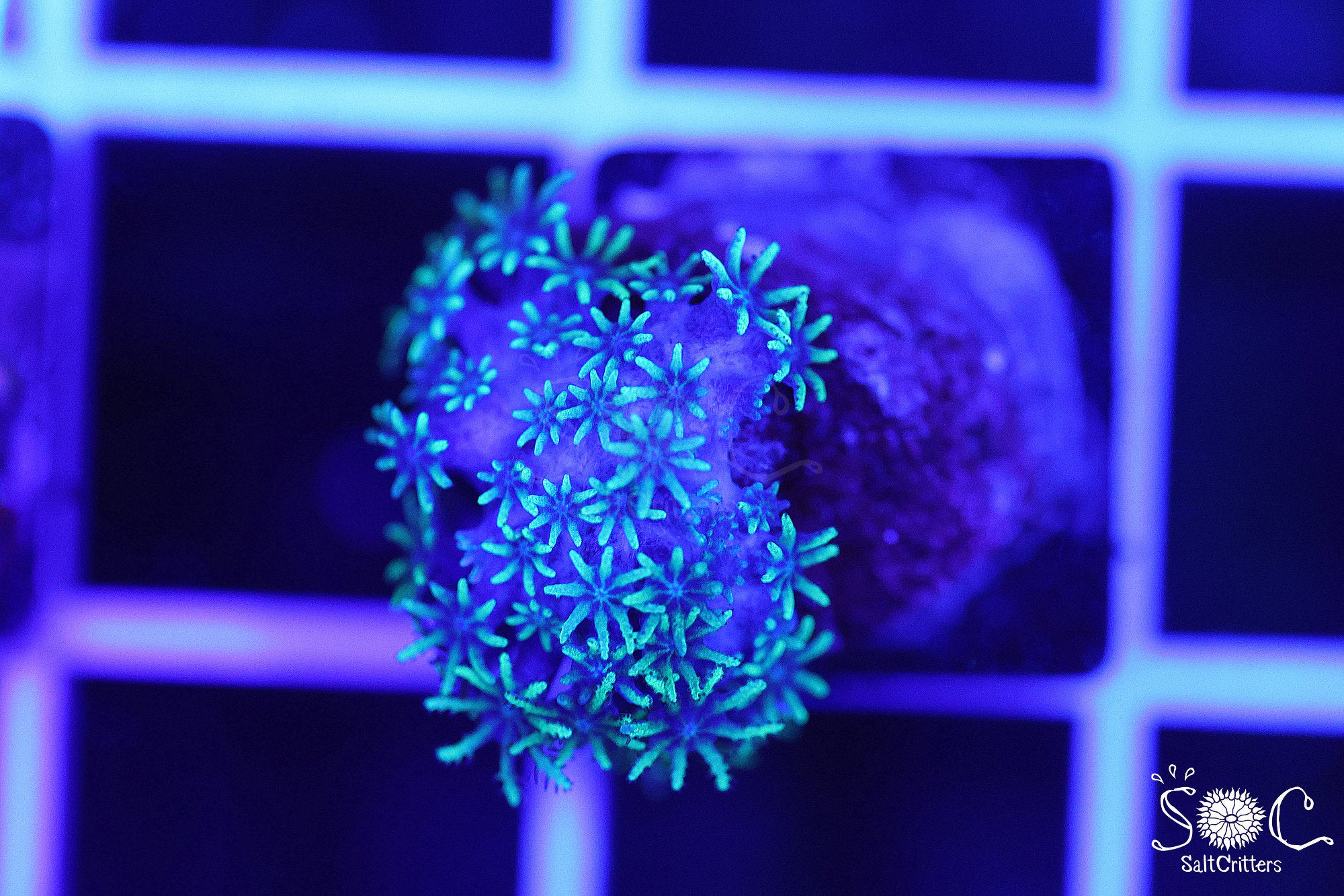 Sympodium Coral B313